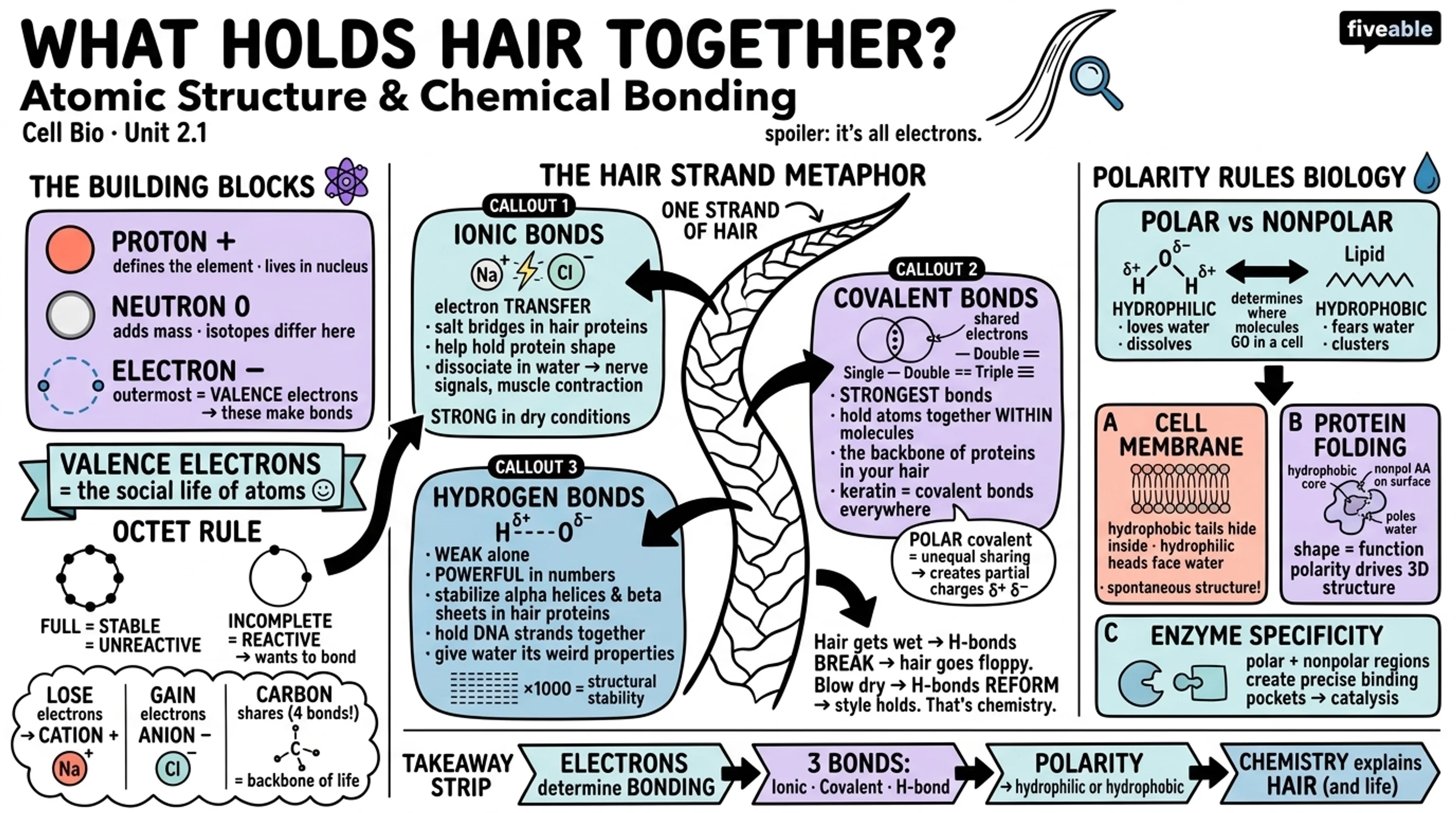 2.1 Atomic structure and chemical bonding - Cell Biology - Unit 2 visual cheatsheet