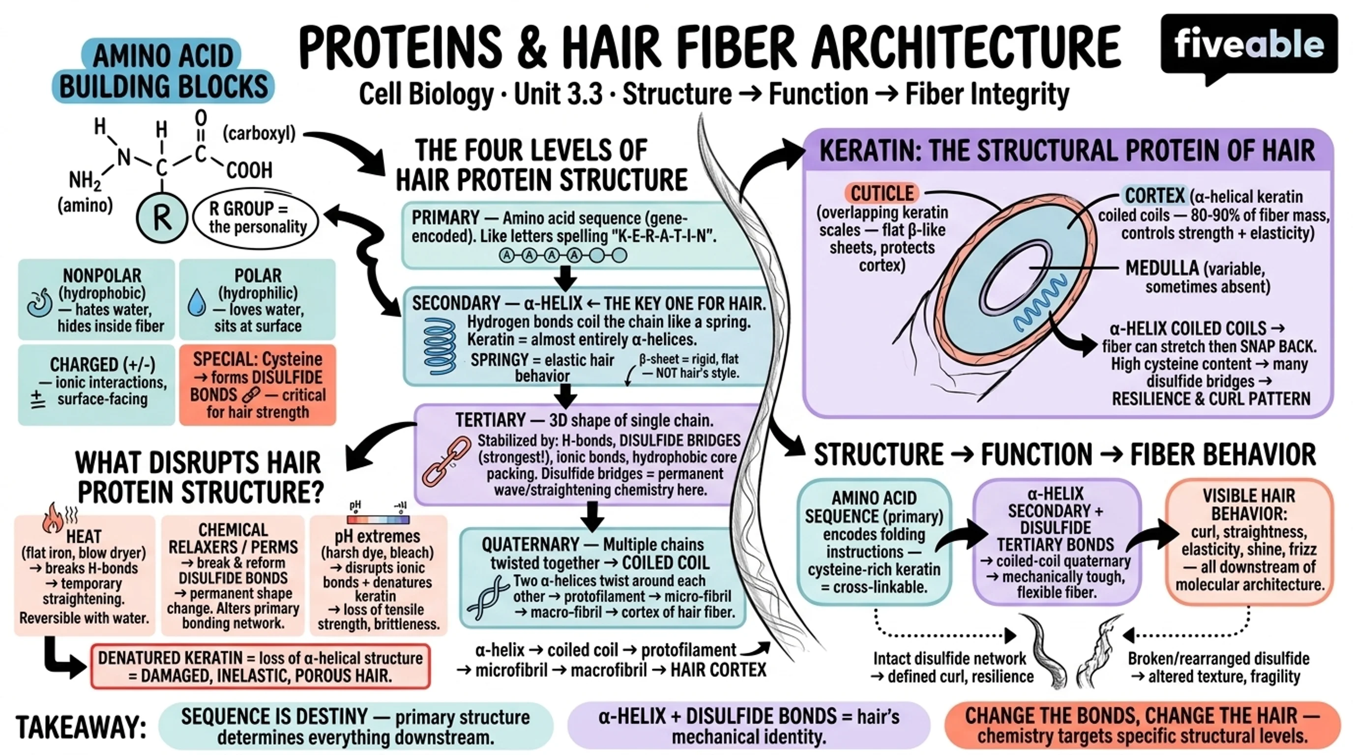 3.3 Proteins: structure and function - Cell Biology - Unit 3 visual cheatsheet