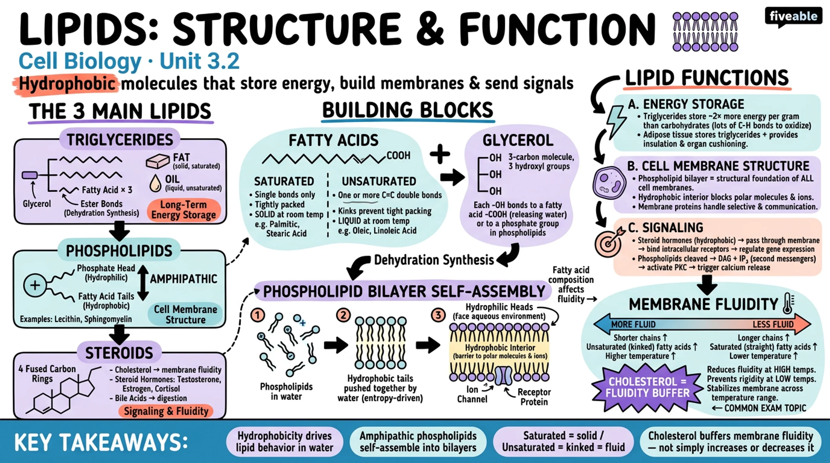 3.2 Lipids: structure and function - Cell Biology - Unit 3 visual cheatsheet