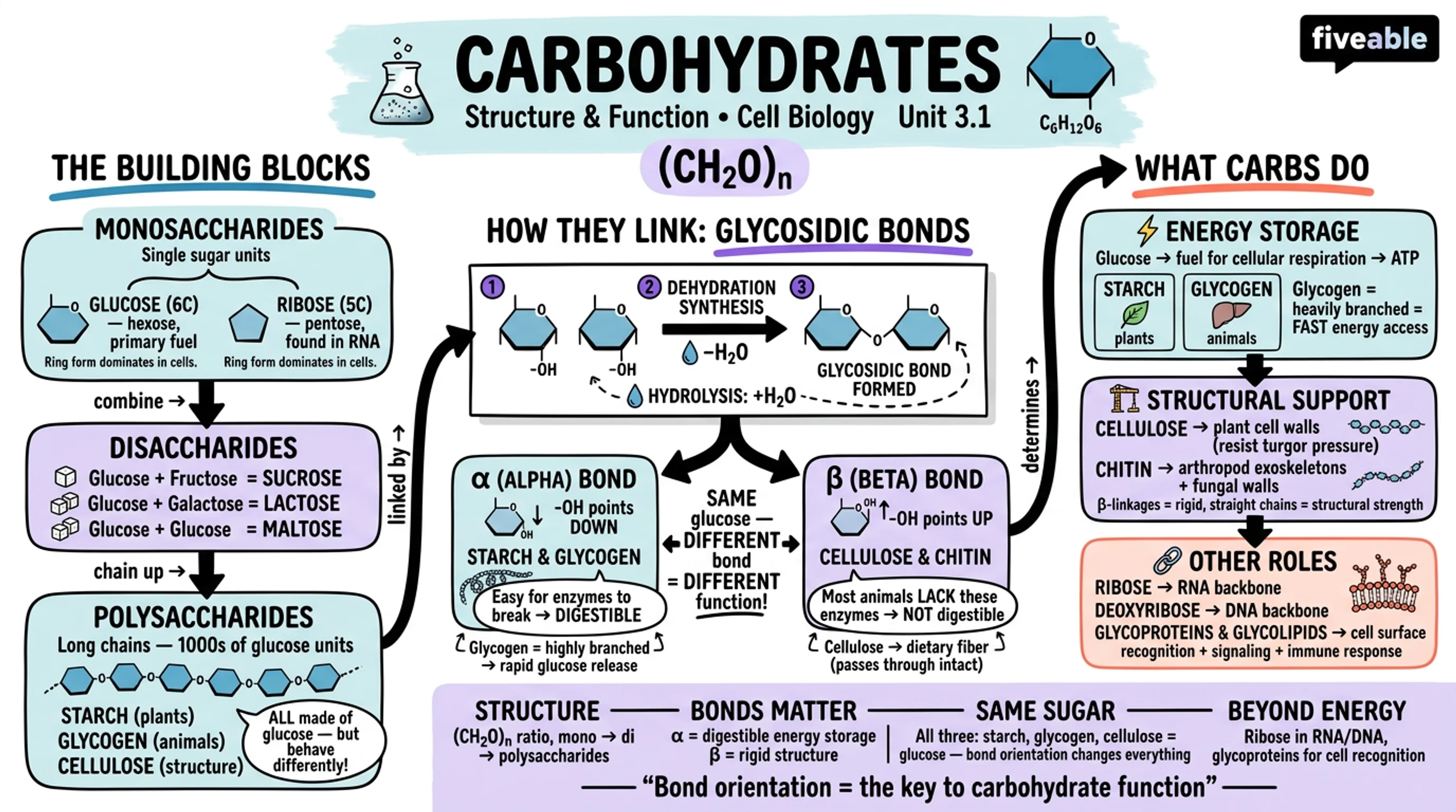 3.1 Carbohydrates: structure and function - Cell Biology - Unit 3 visual cheatsheet