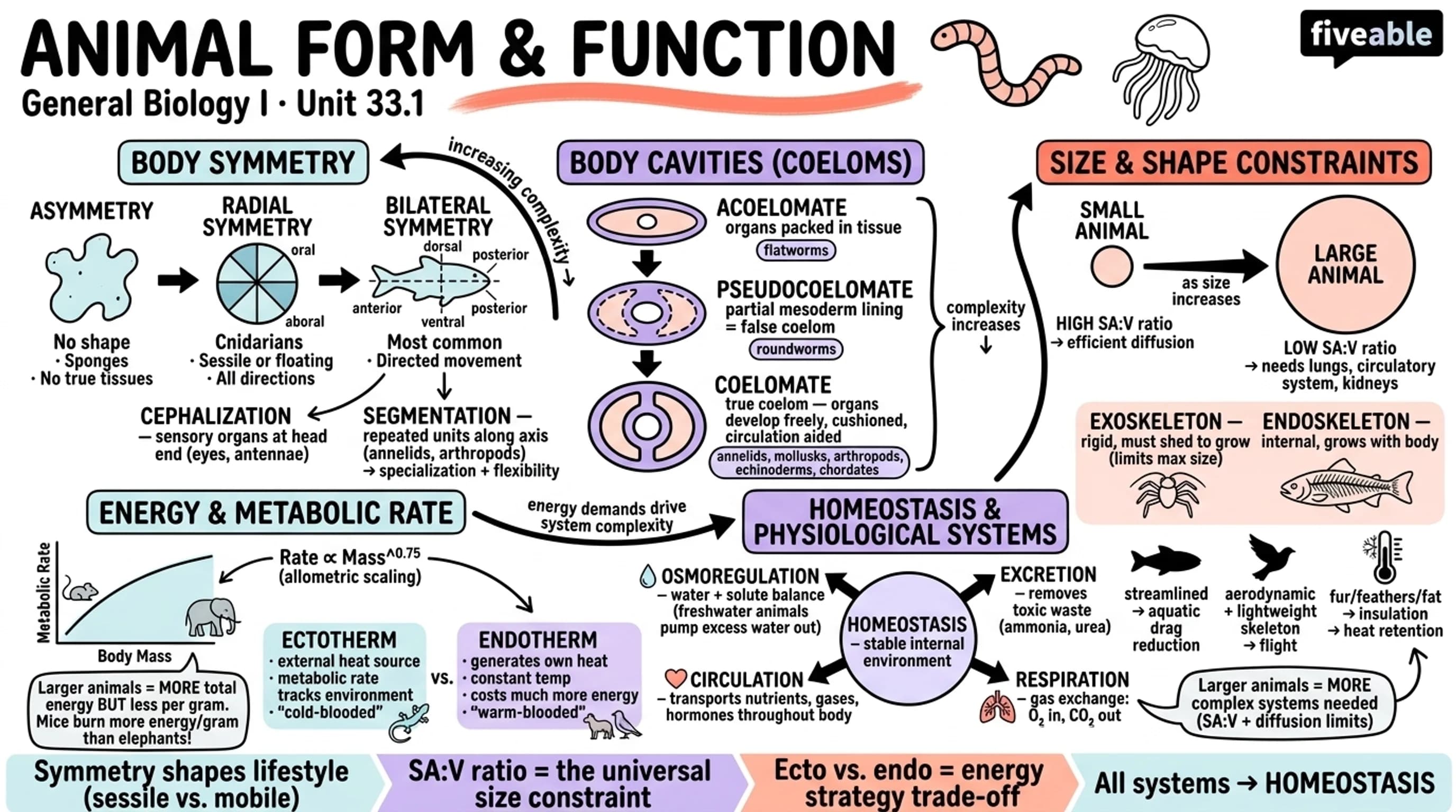 33.1 Animal Form and Function - General Biology I - Unit 33 visual cheatsheet
