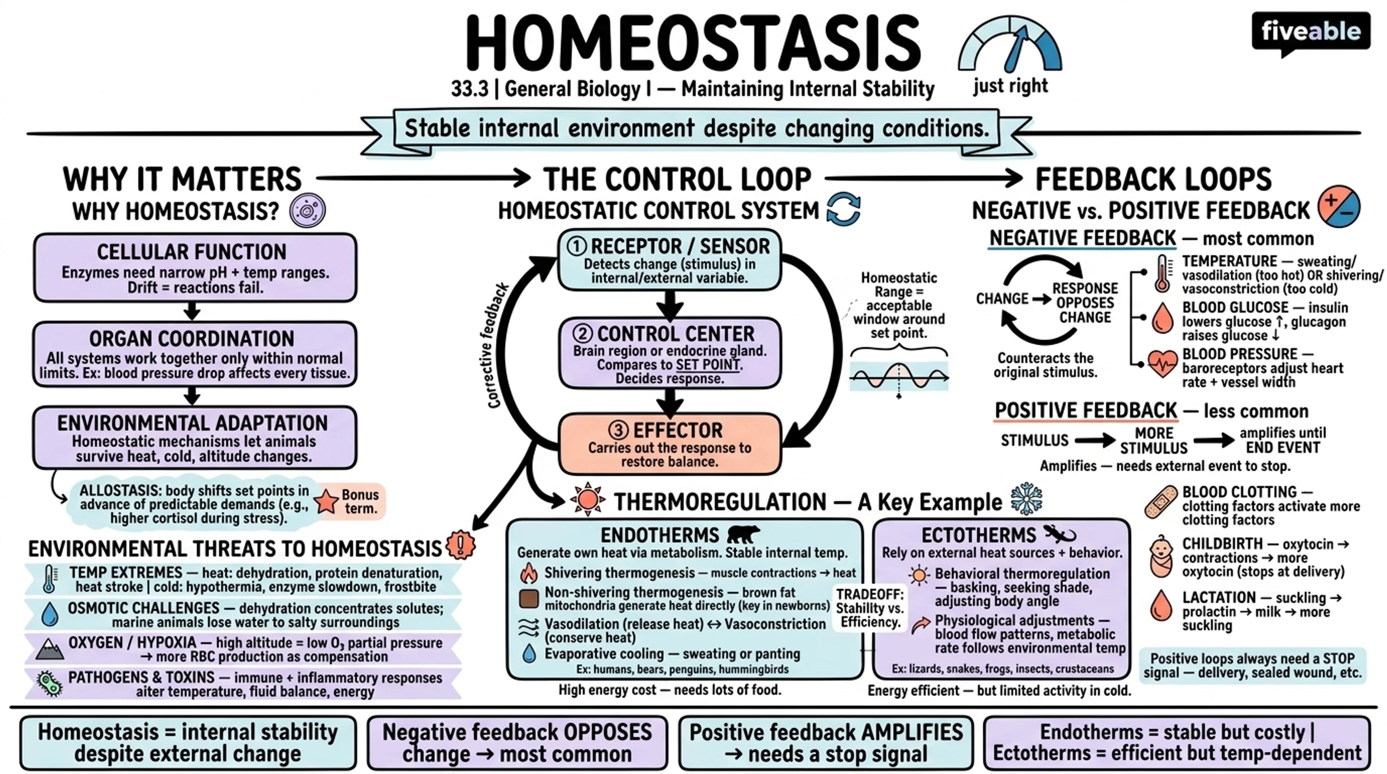 33.3 Homeostasis - General Biology I - Unit 33 visual cheatsheet