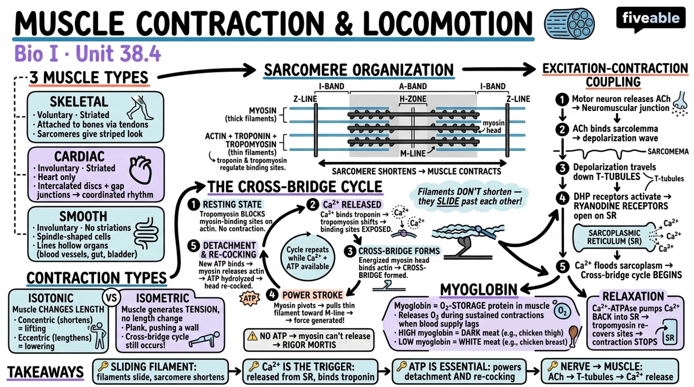 38.4 Muscle Contraction and Locomotion - General Biology I - Unit 38 visual cheatsheet