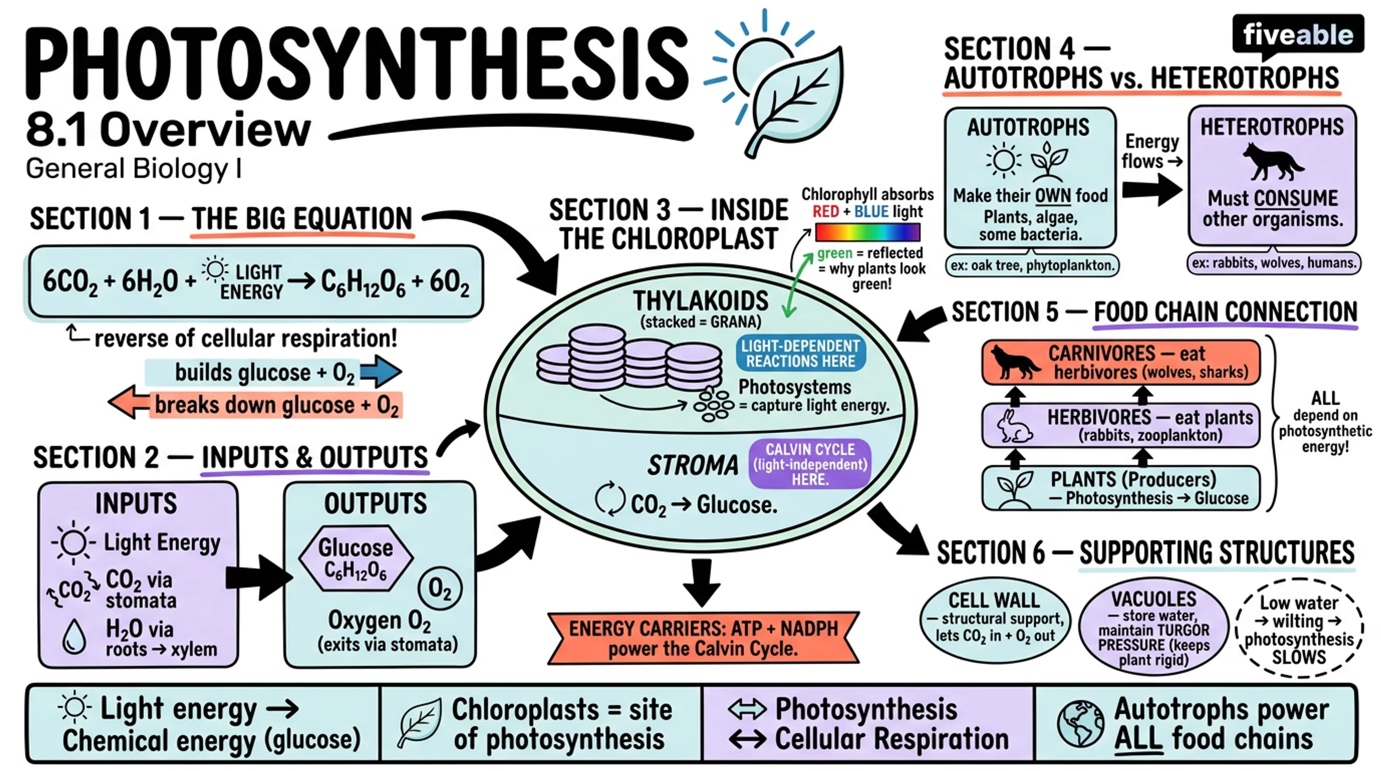 8.1 Overview of Photosynthesis - General Biology I - Unit 8 visual cheatsheet