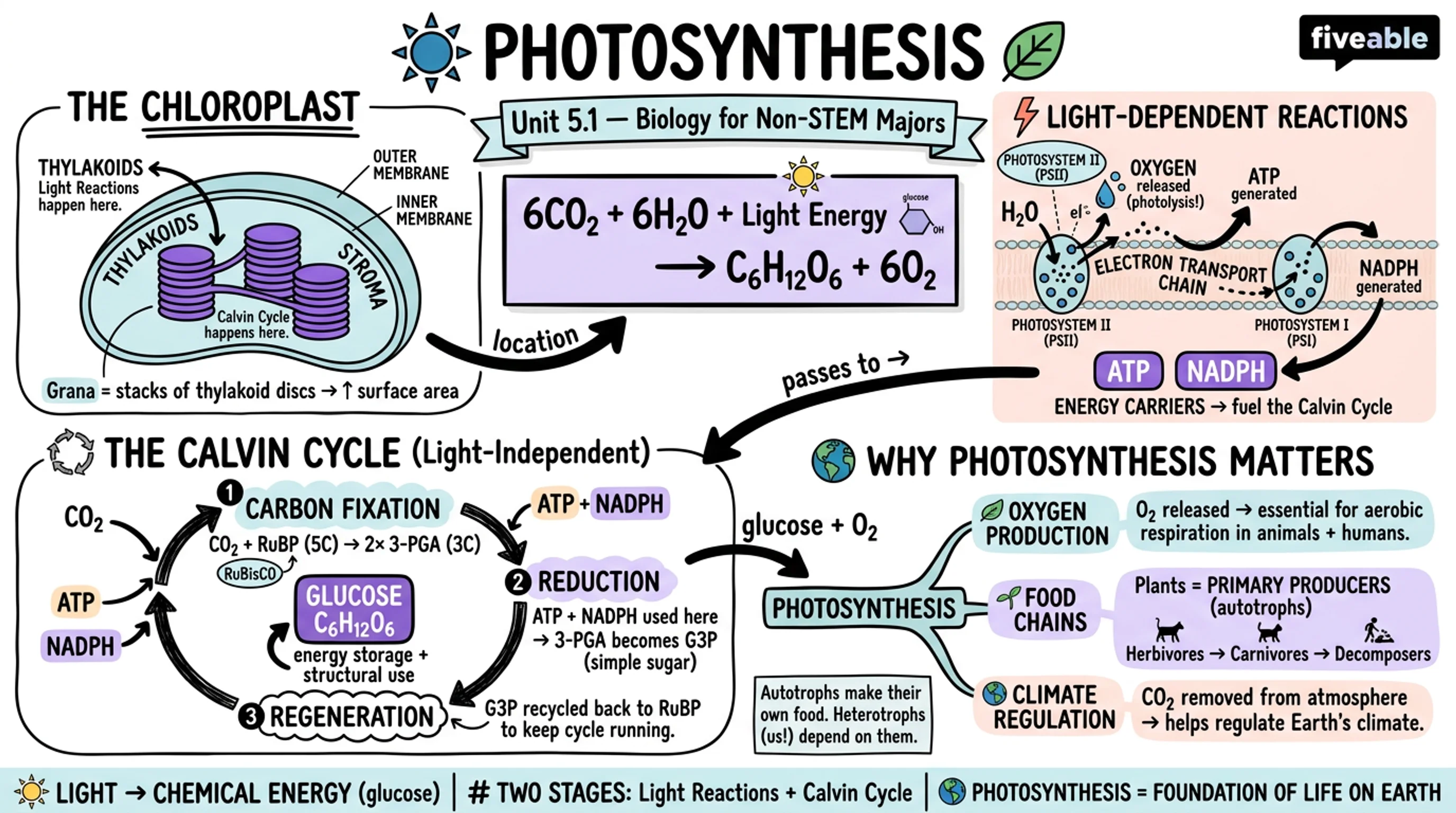 5.1 Overview of Photosynthesis - Biology for Non-STEM Majors - Unit 5 visual cheatsheet