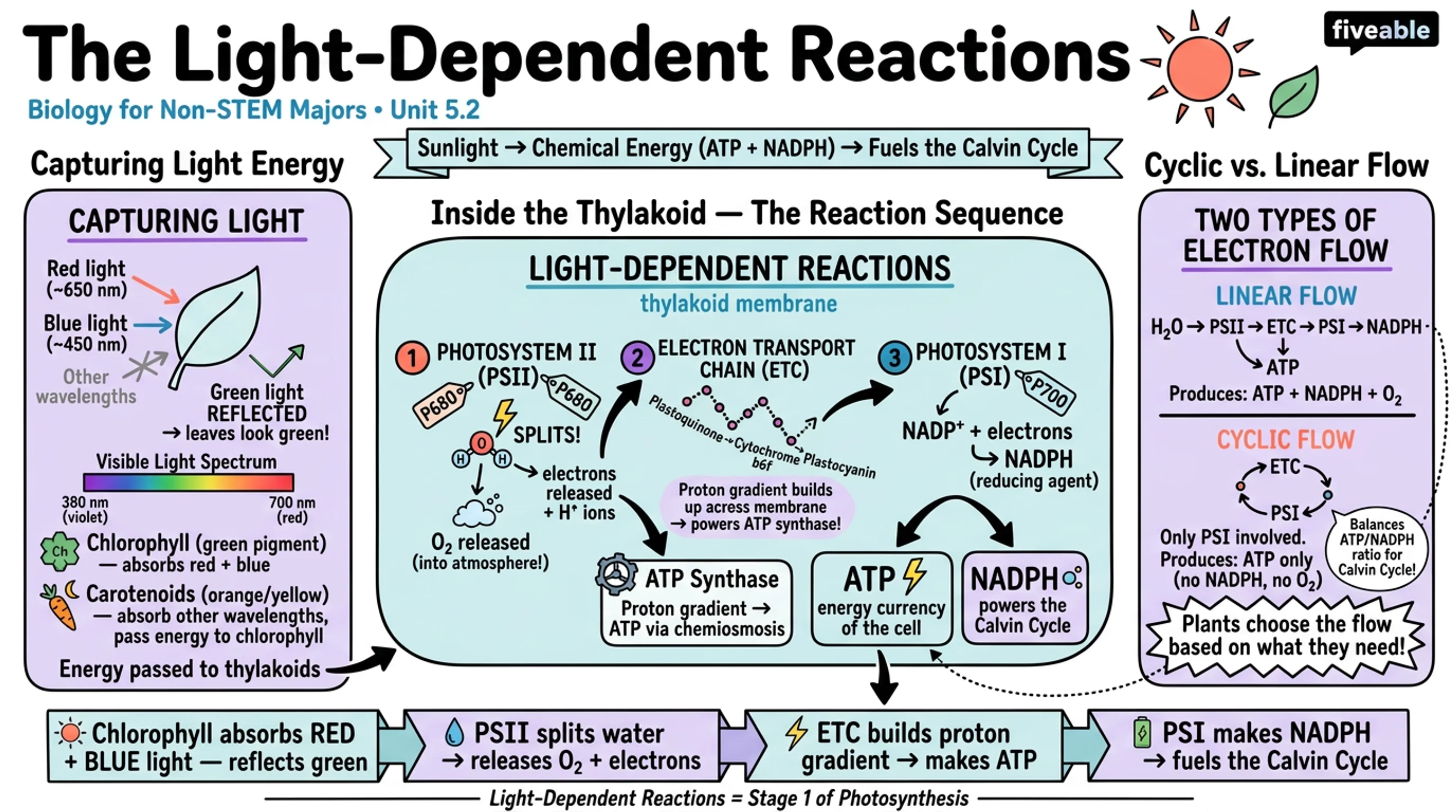 5.2 The Light-Dependent Reactions of Photosynthesis - Biology for Non-STEM Majors - Unit 5 visual cheatsheet