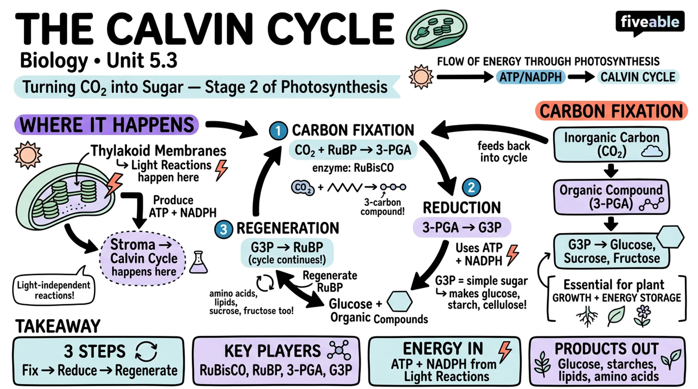 5.3 The Calvin Cycle - Biology for Non-STEM Majors - Unit 5 visual cheatsheet