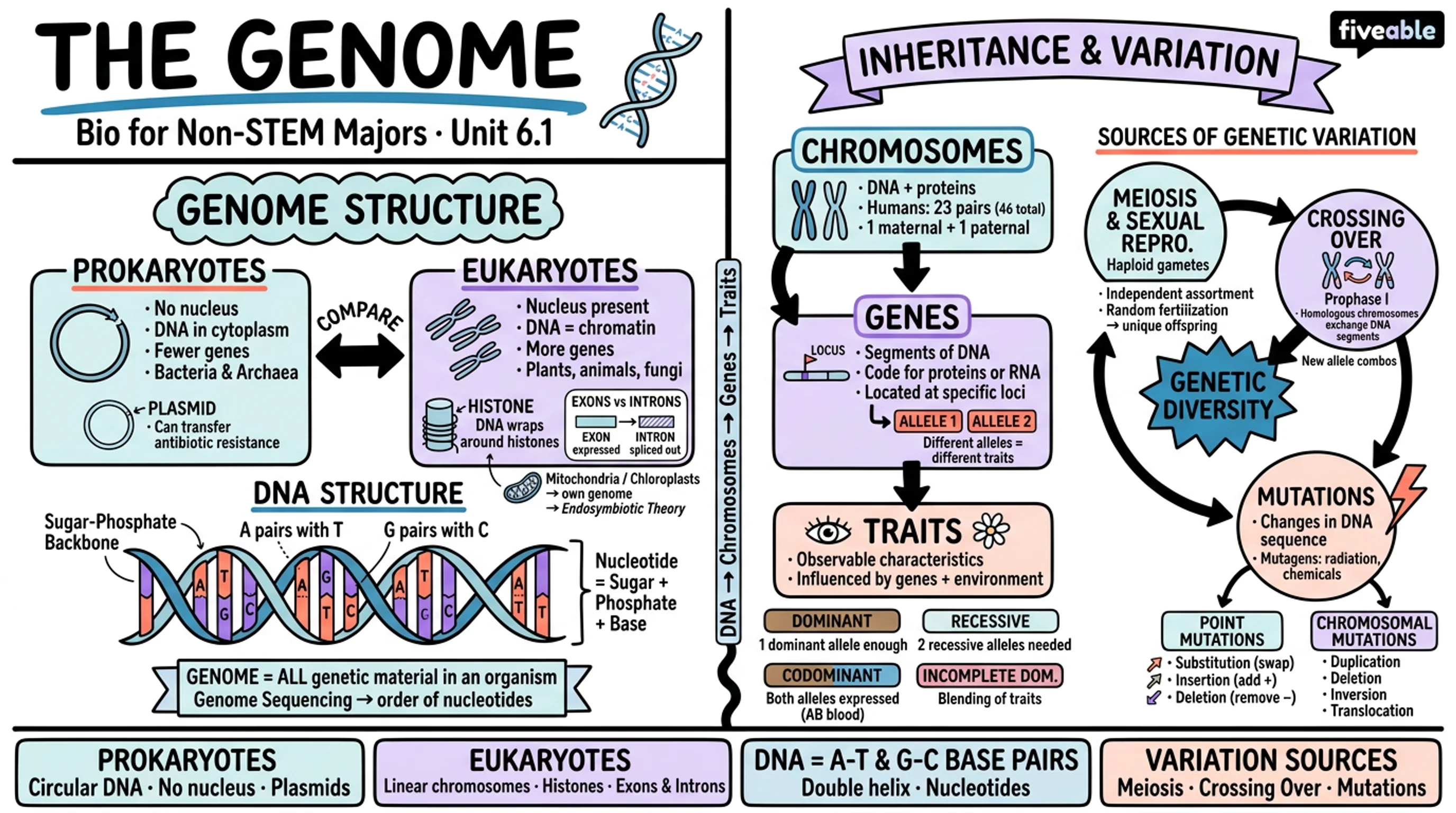6.1 The Genome - Biology for Non-STEM Majors - Unit 6 visual cheatsheet
