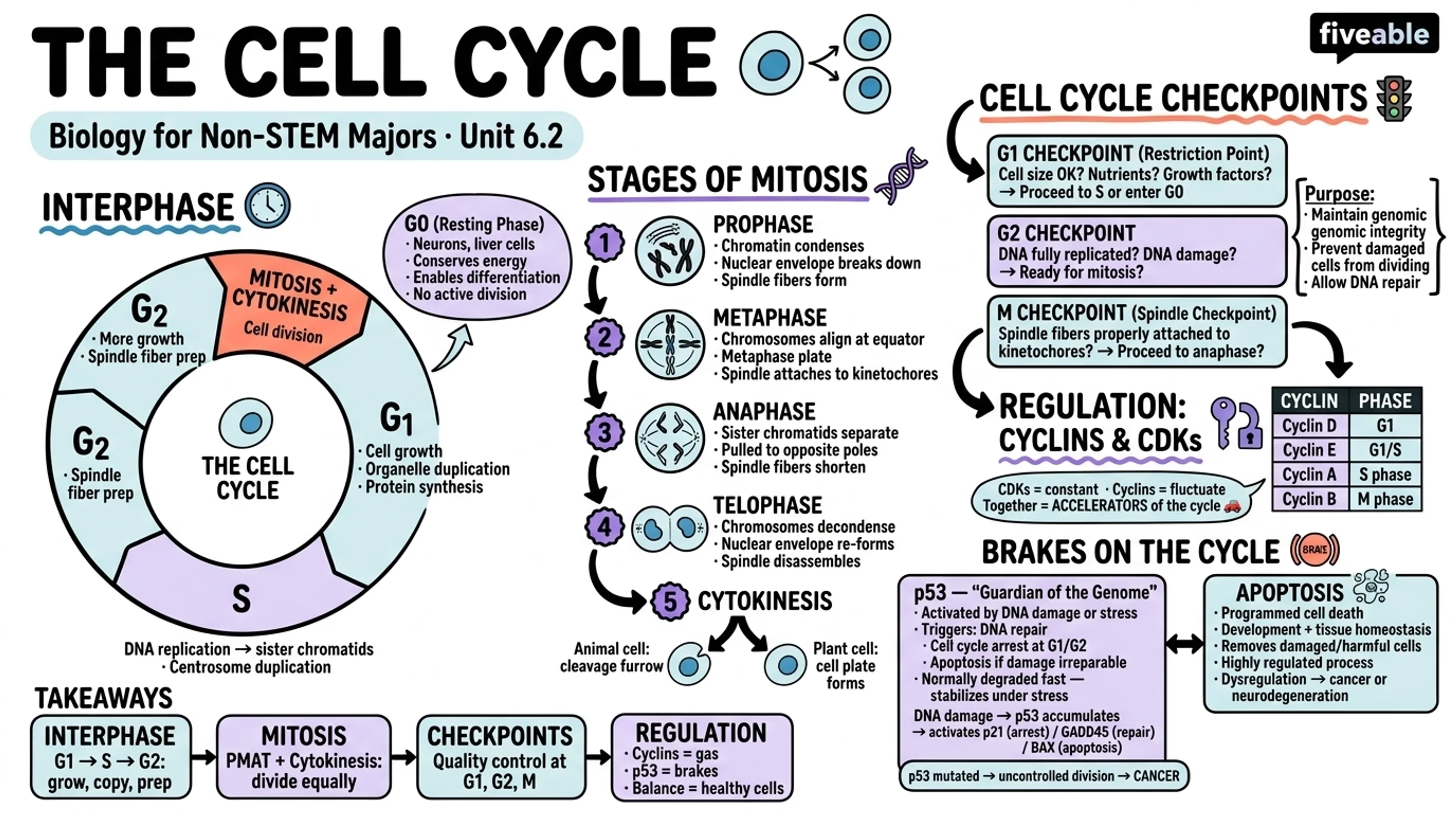 6.2 The Cell Cycle - Biology for Non-STEM Majors - Unit 6 visual cheatsheet