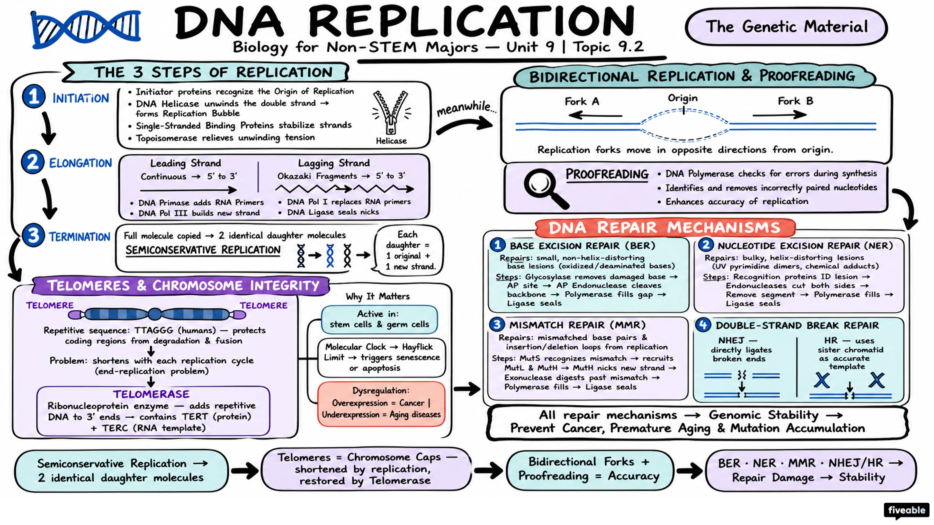 9.2 DNA Replication - Biology for Non-STEM Majors - Unit 9 visual cheatsheet
