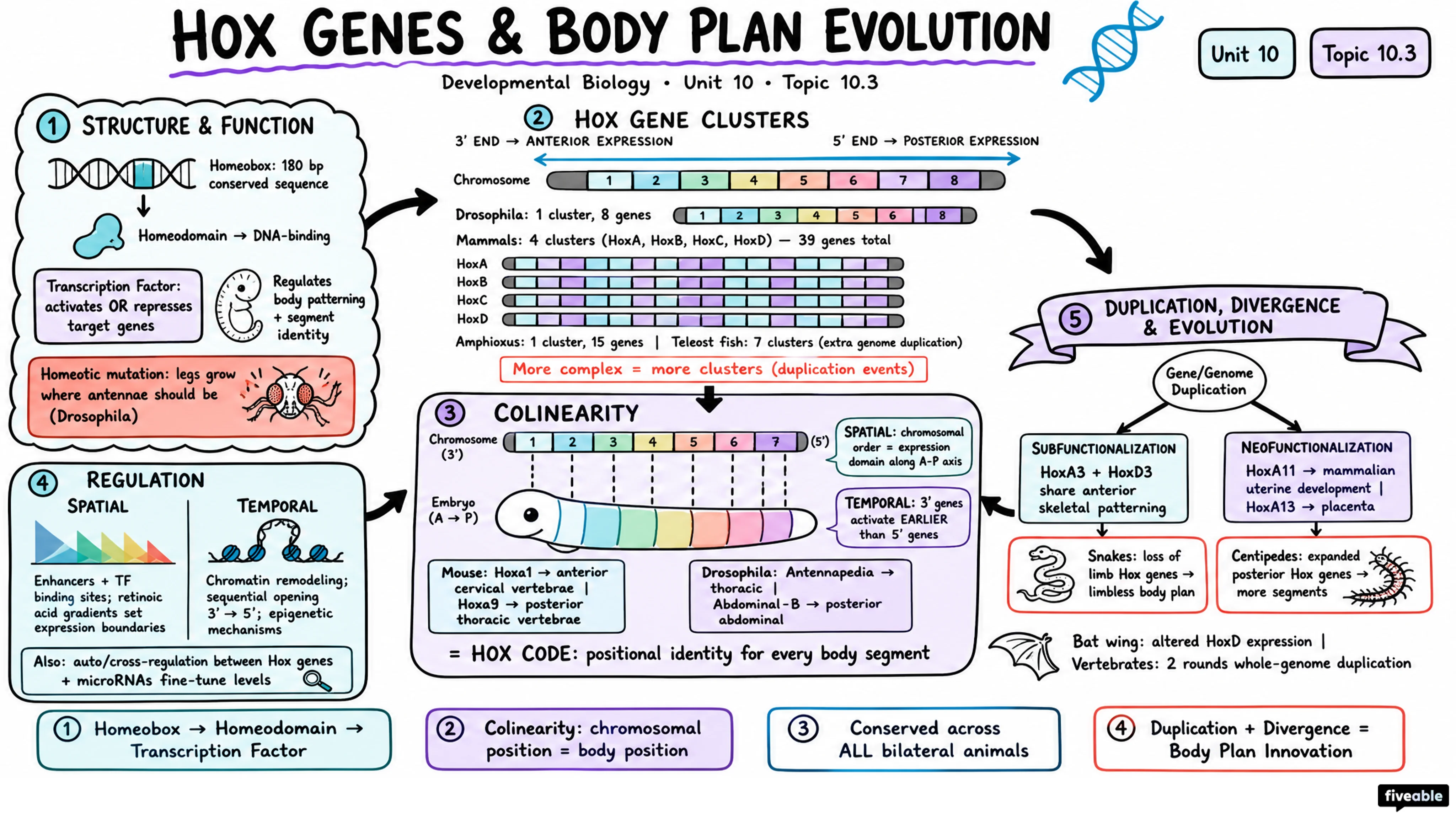 10.3 Hox genes and body plan evolution - Developmental Biology - Unit 10 visual cheatsheet