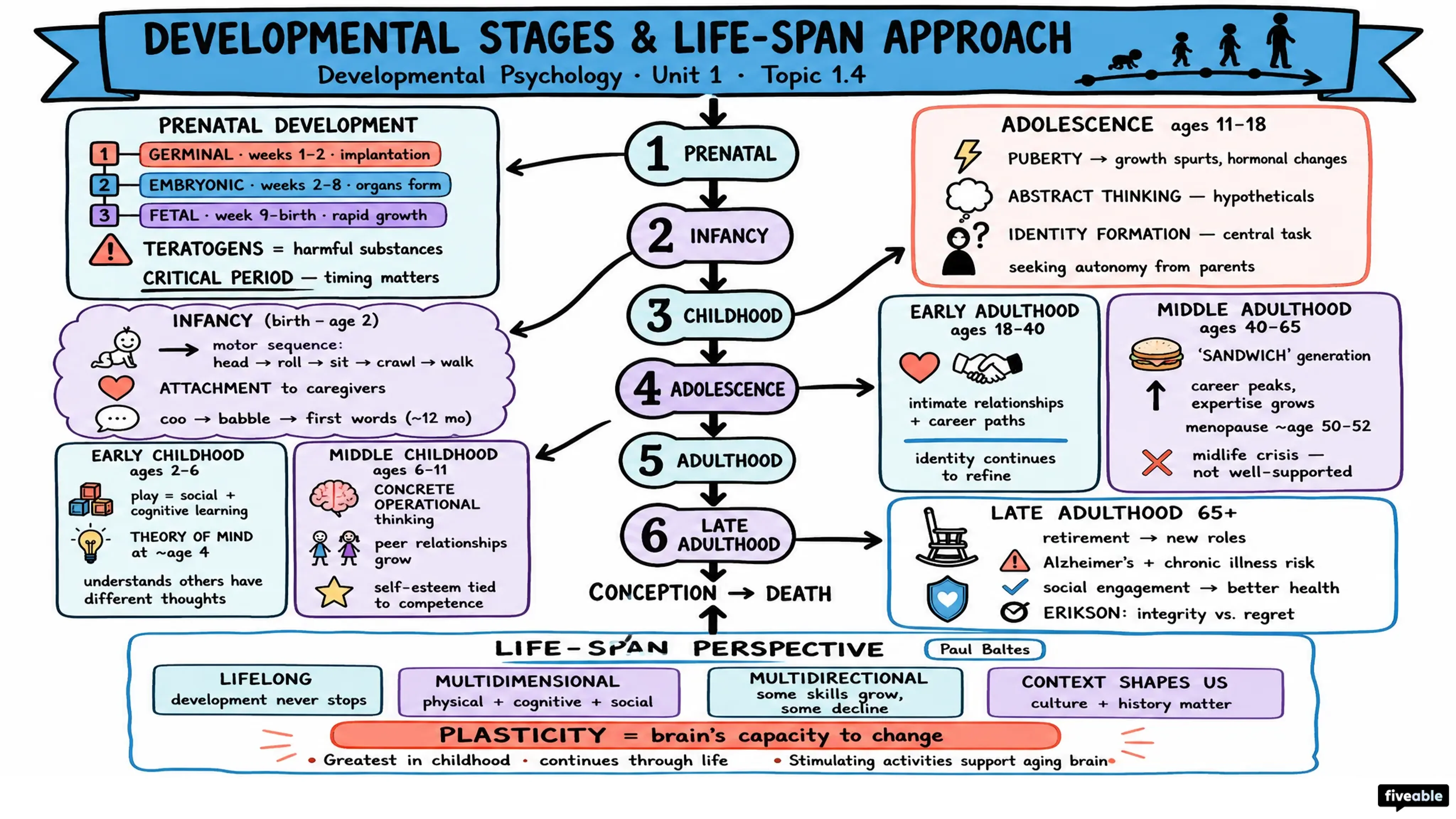 1.4 Developmental Stages and Life-Span Approach - Developmental Psychology - Unit 1 visual cheatsheet
