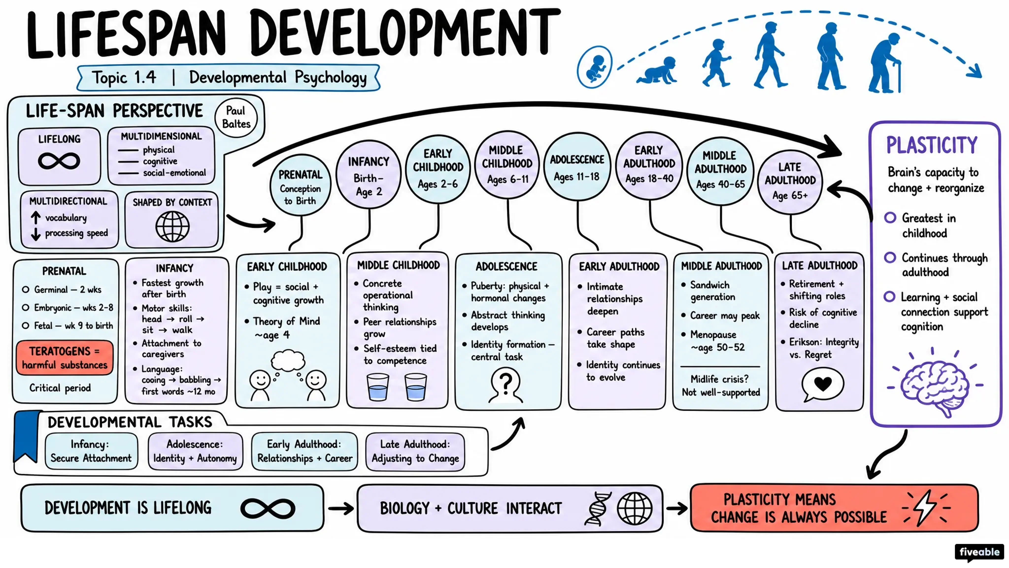 1.4 Developmental Stages and Life-Span Approach - Developmental Psychology - Unit 1 visual cheatsheet