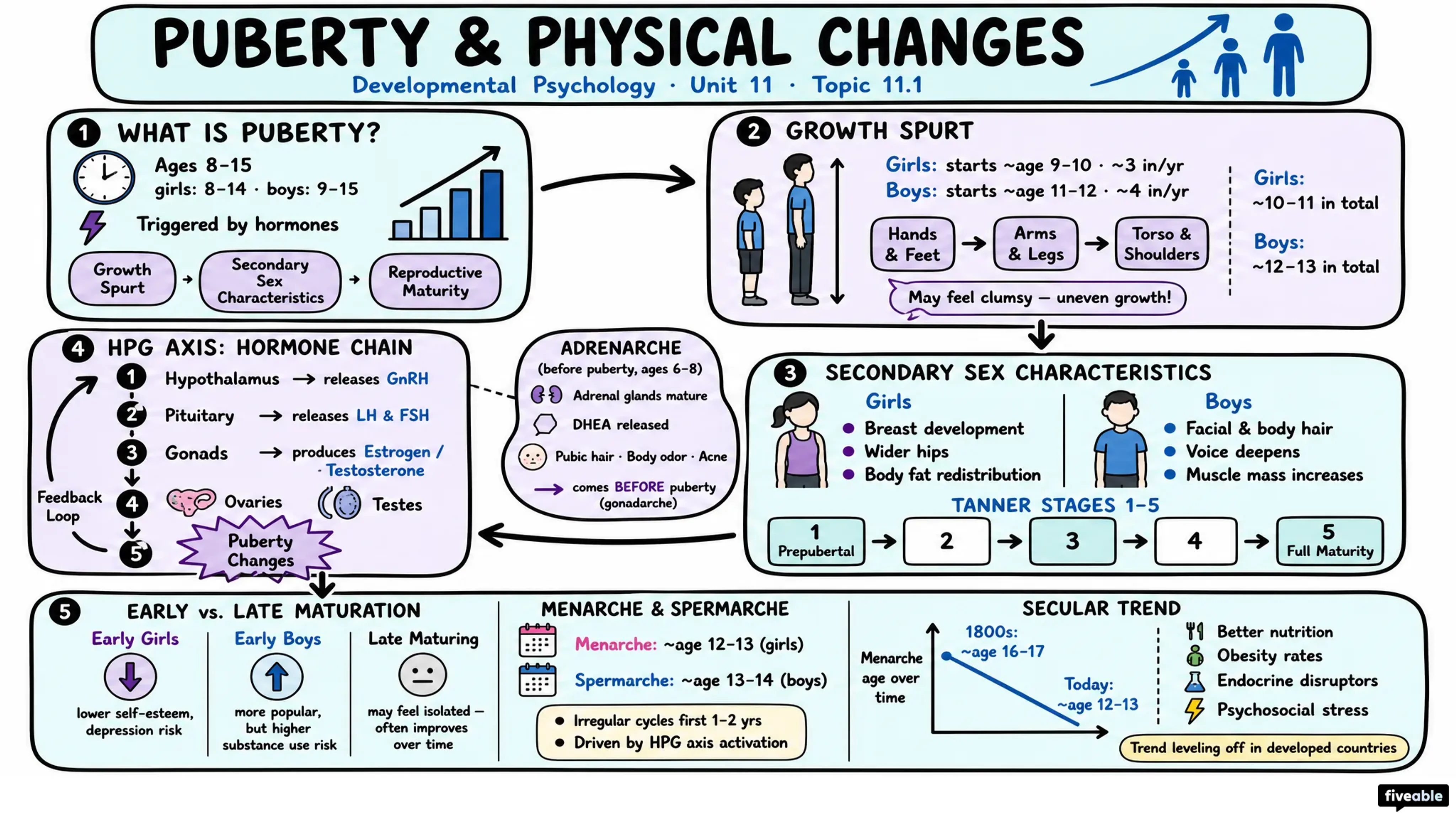 11.1 Puberty and Physical Changes - Developmental Psychology - Unit 11 visual cheatsheet
