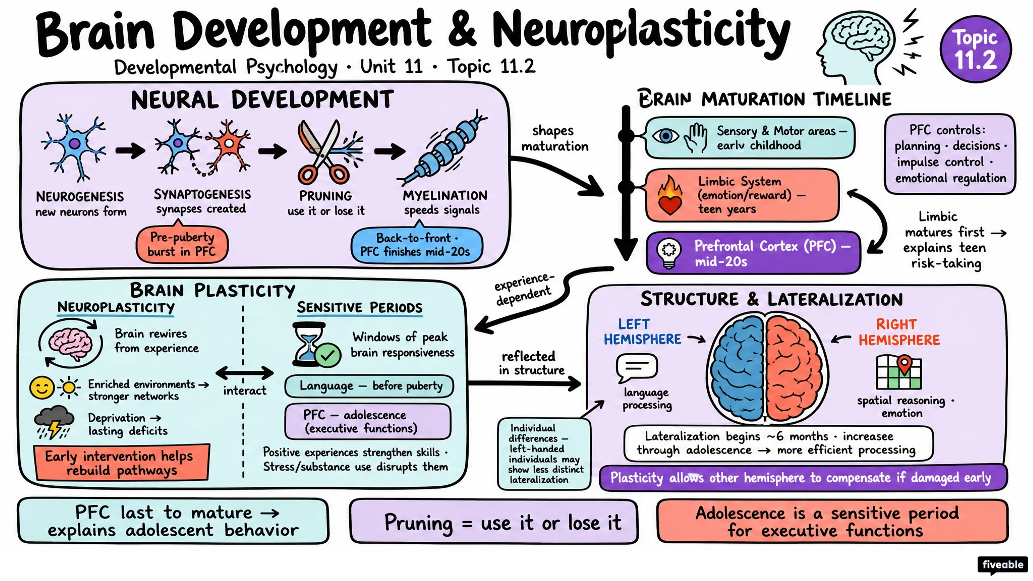 11.2 Brain Development and Neuroplasticity - Developmental Psychology - Unit 11 visual cheatsheet