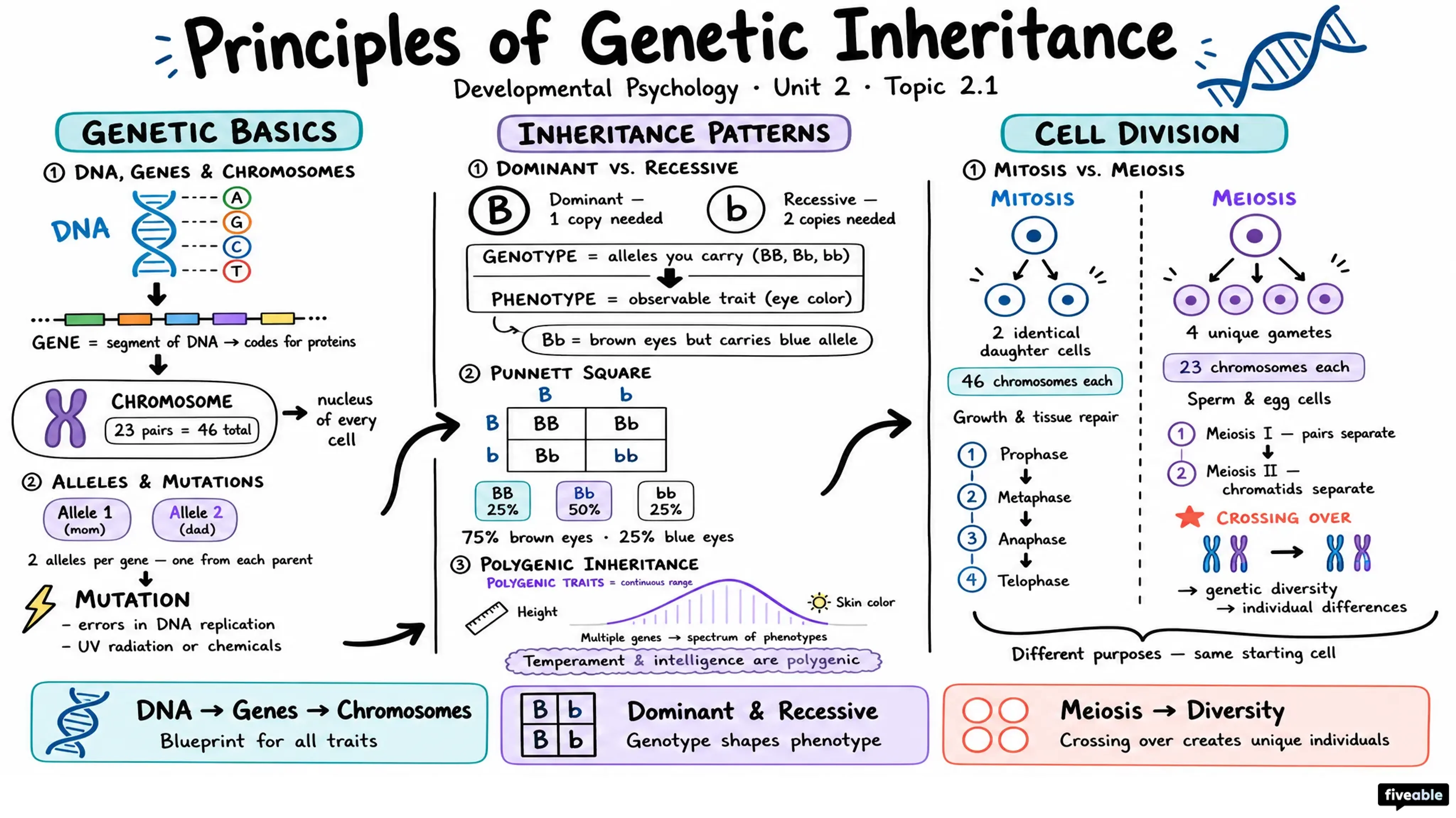 2.1 Principles of Genetic Inheritance - Developmental Psychology - Unit 2 visual cheatsheet