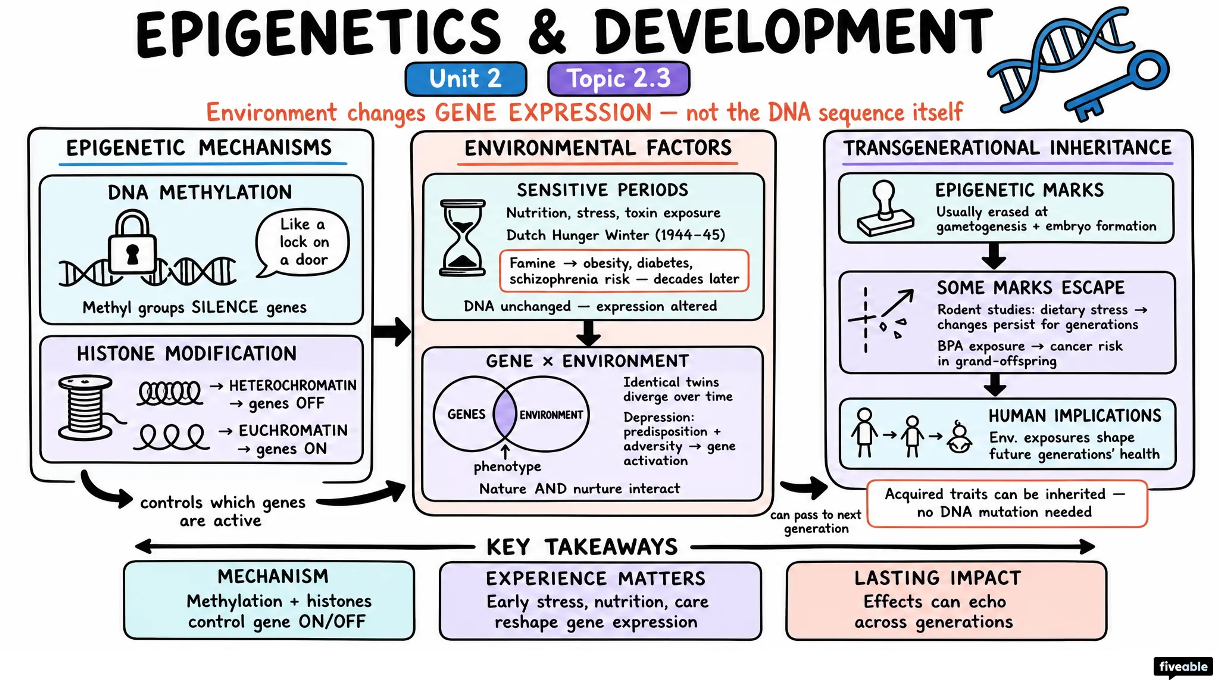 2.3 Epigenetics and Development - Developmental Psychology - Unit 2 visual cheatsheet