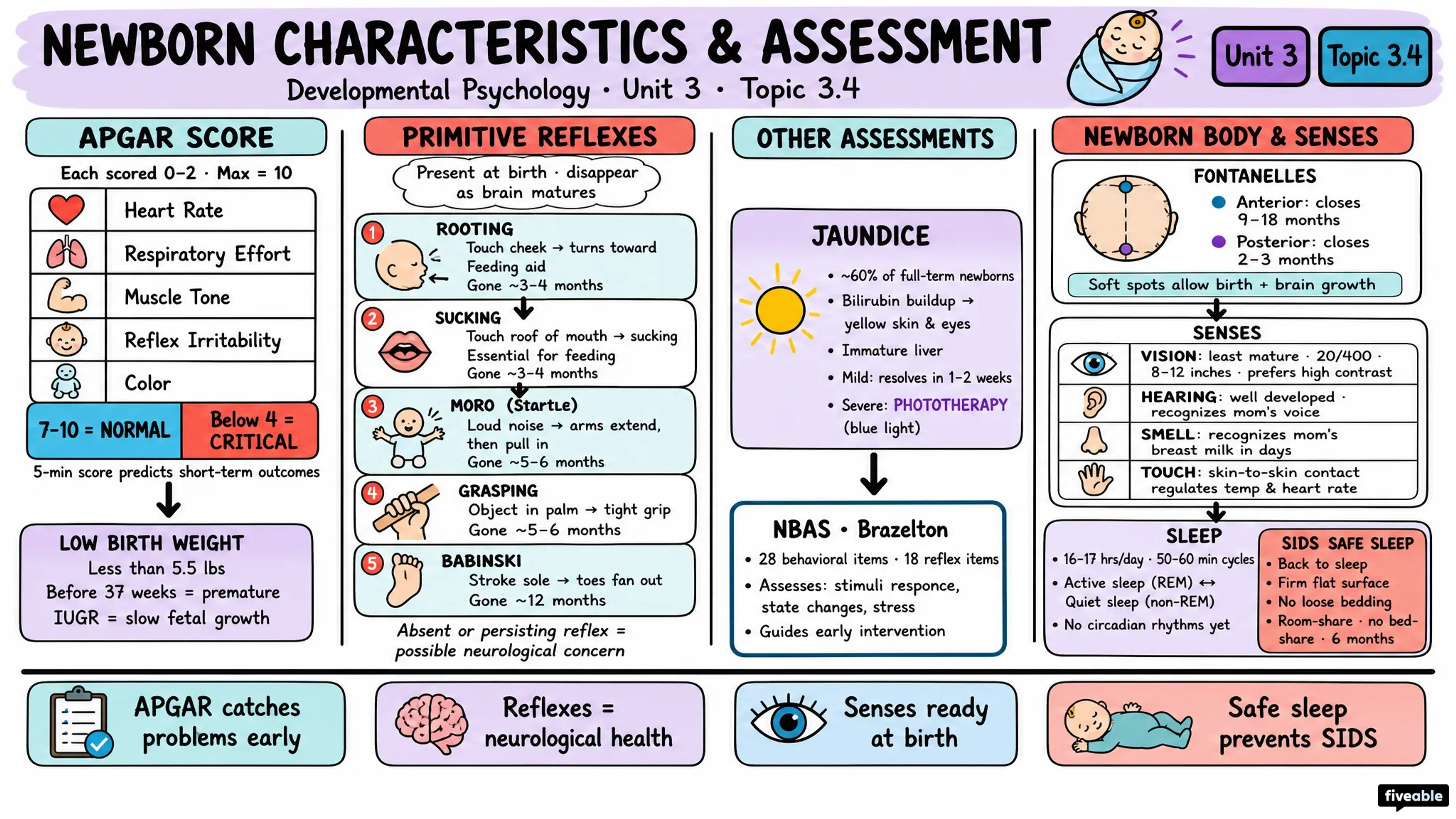 3.4 Newborn Characteristics and Assessment - Developmental Psychology - Unit 3 visual cheatsheet