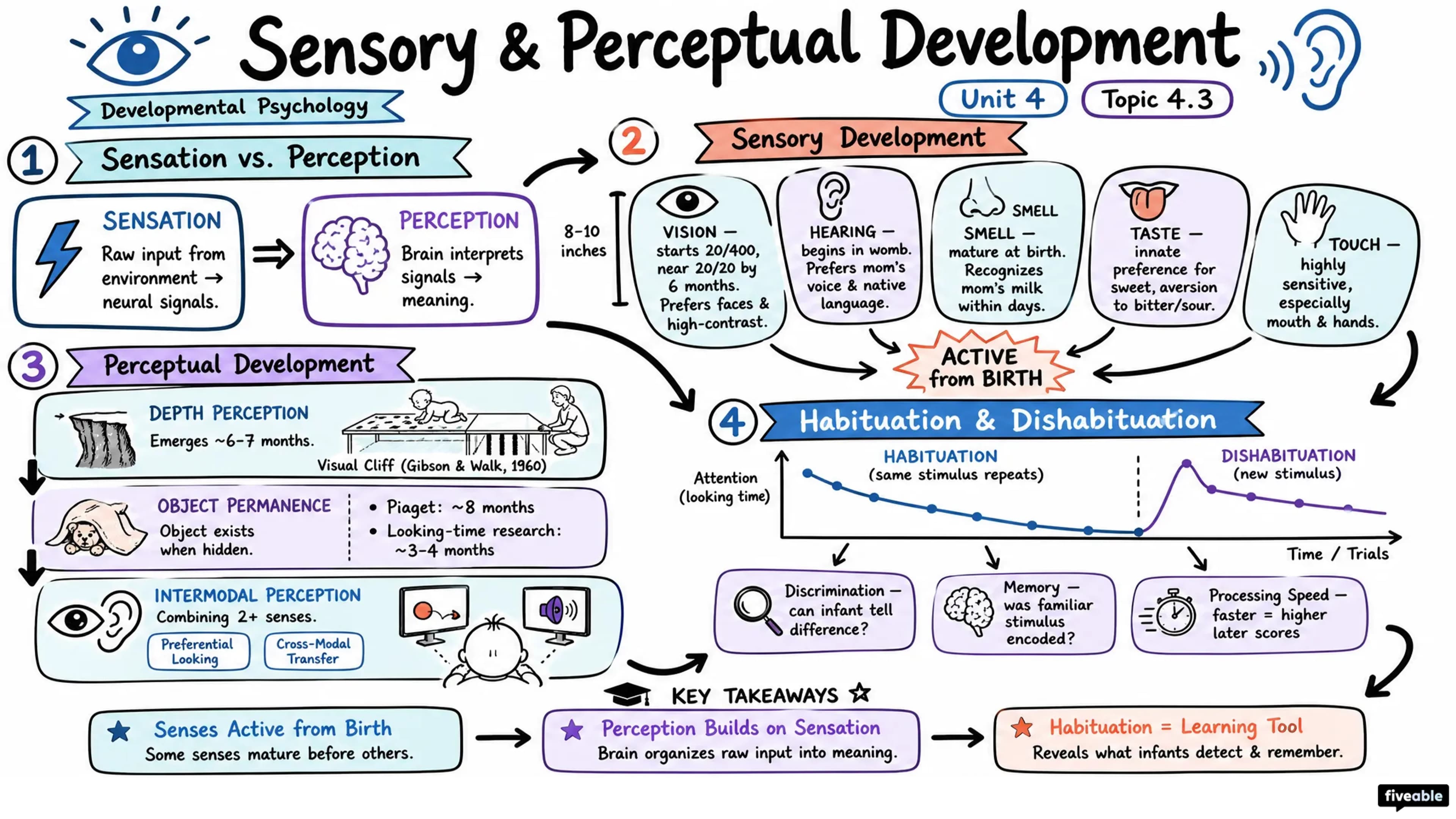 4.3 Sensory and Perceptual Development - Developmental Psychology - Unit 4 visual cheatsheet