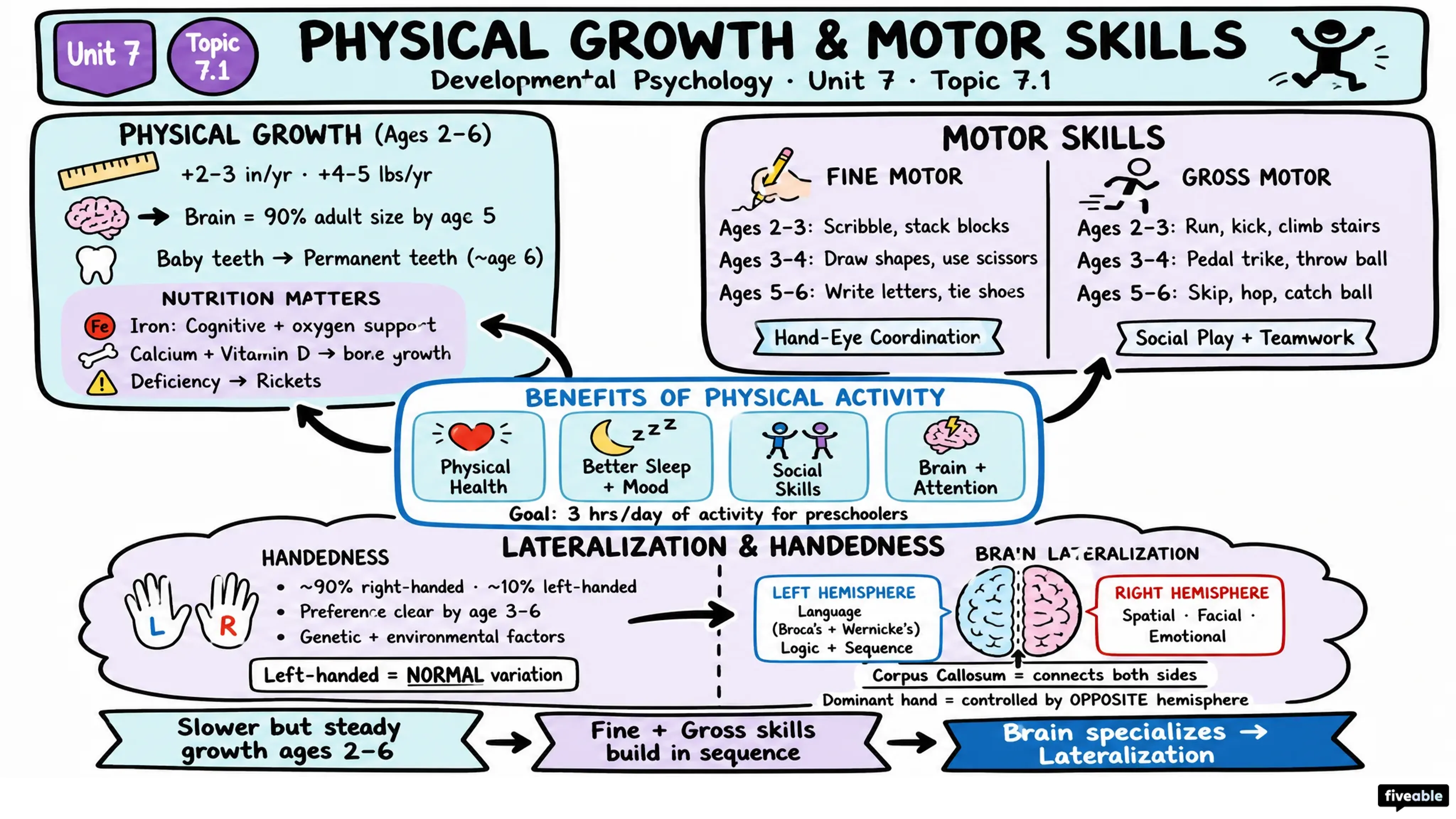 7.1 Physical Growth and Motor Skills - Developmental Psychology - Unit 7 visual cheatsheet
