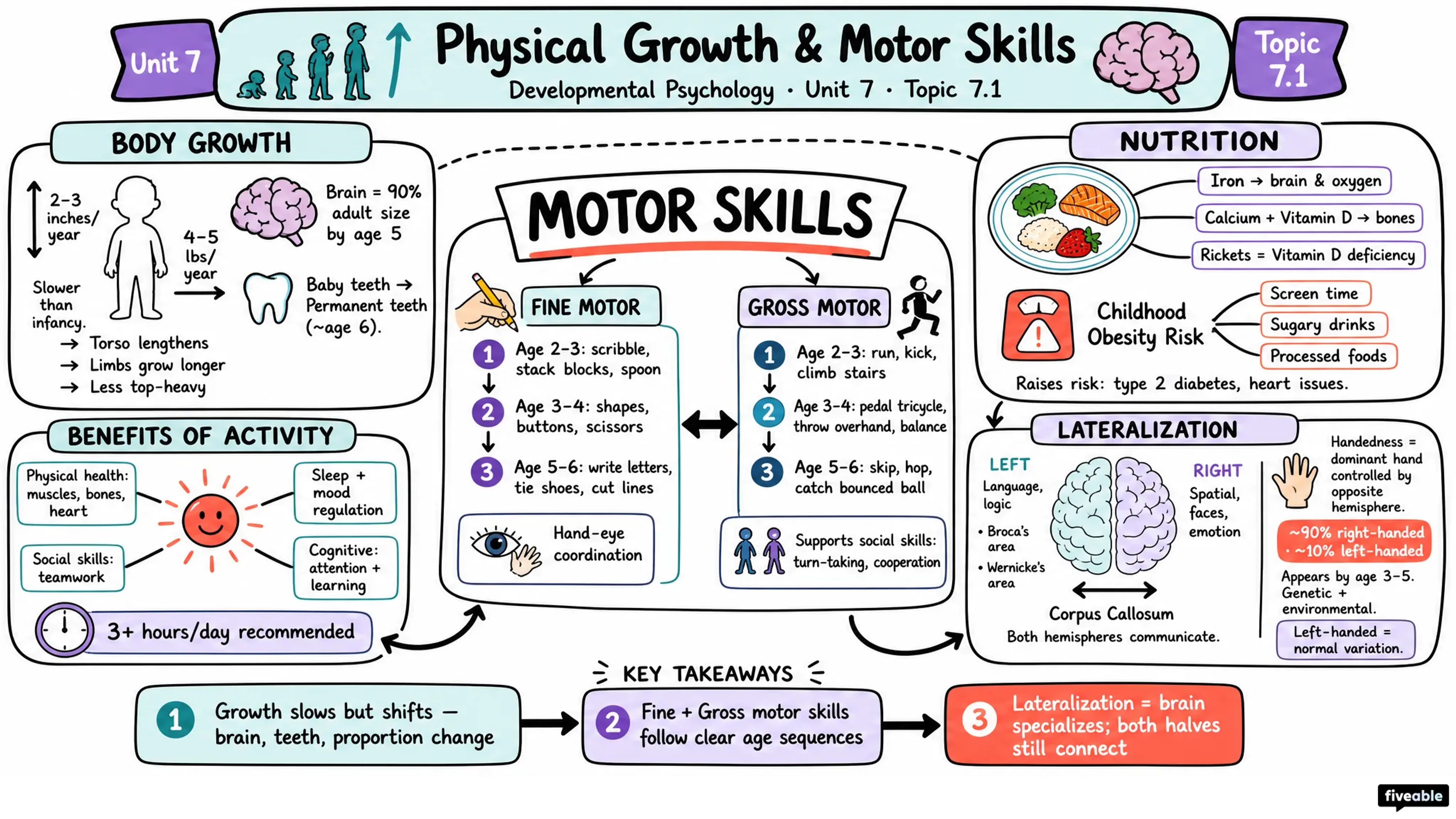 7.1 Physical Growth and Motor Skills - Developmental Psychology - Unit 7 visual cheatsheet