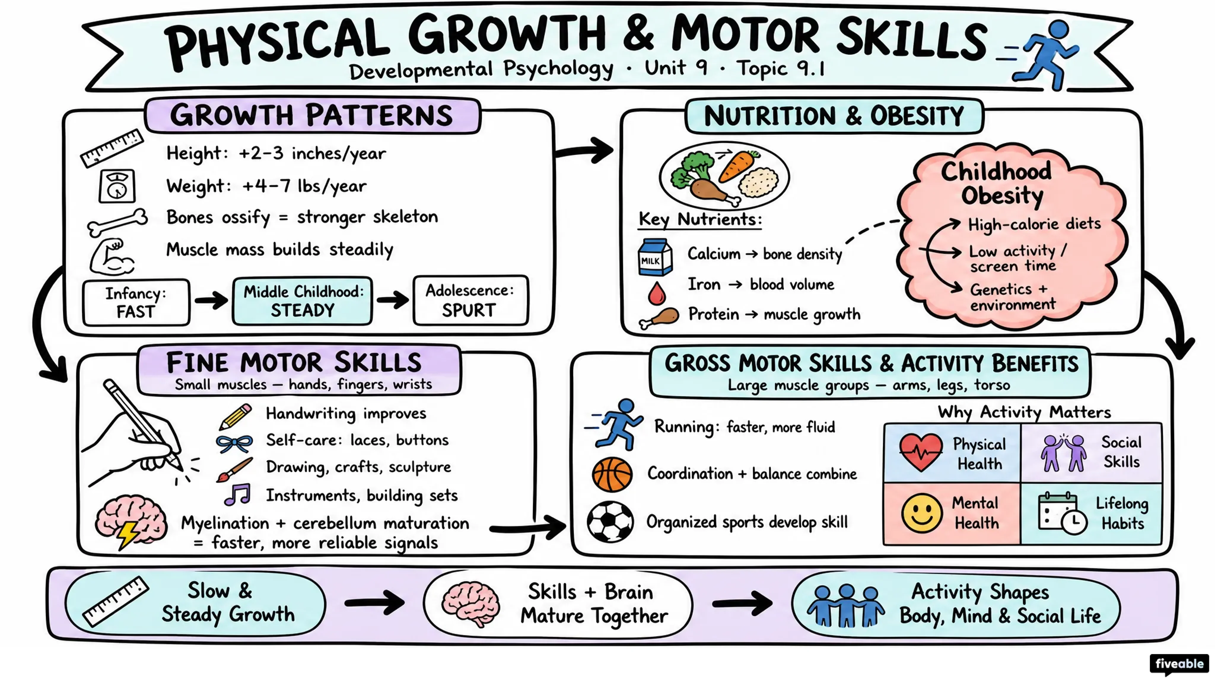 9.1 Physical Growth and Motor Skills Refinement - Developmental Psychology - Unit 9 visual cheatsheet