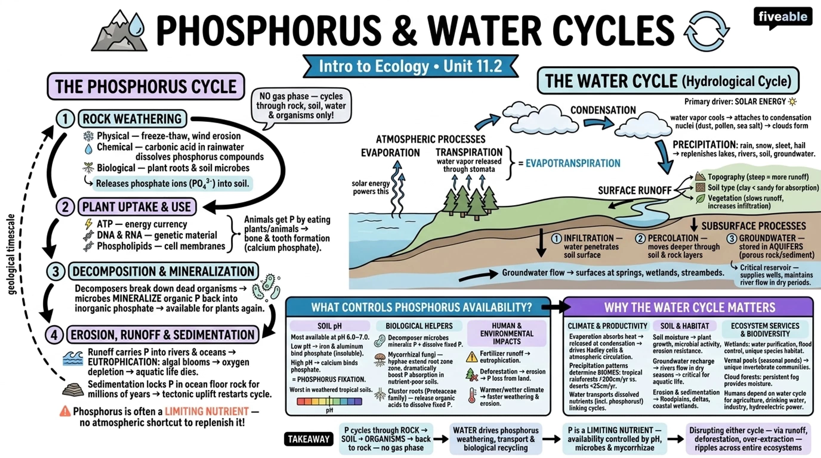 11.2 Phosphorus and Water Cycles - Intro to Ecology - Unit 11 visual cheatsheet