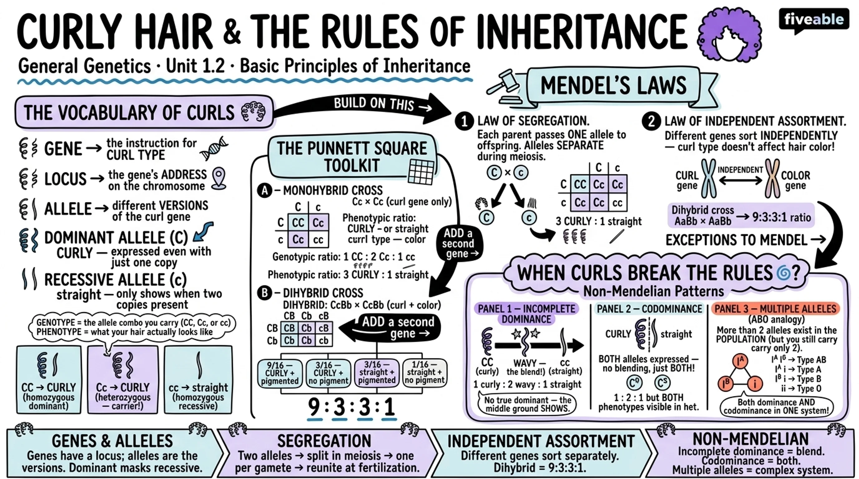 1.2 Basic Principles of Inheritance - General Genetics - Unit 1 visual cheatsheet