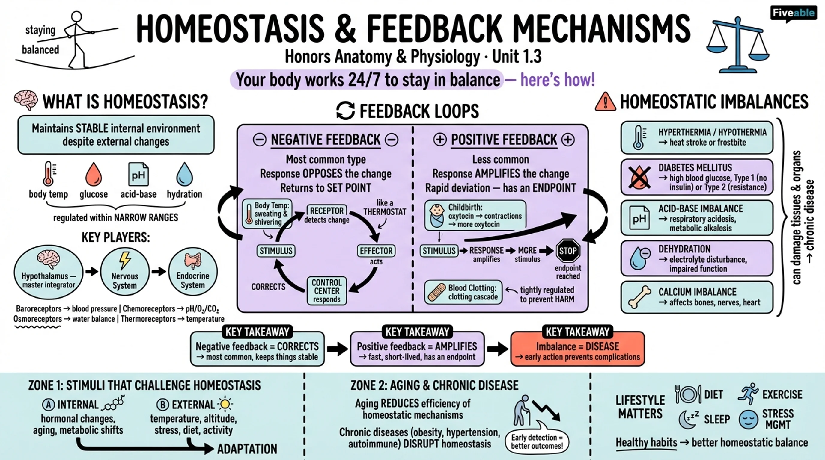 1.3 Homeostasis and Feedback Mechanisms - Honors Anatomy and Physiology - Unit 1 visual cheatsheet