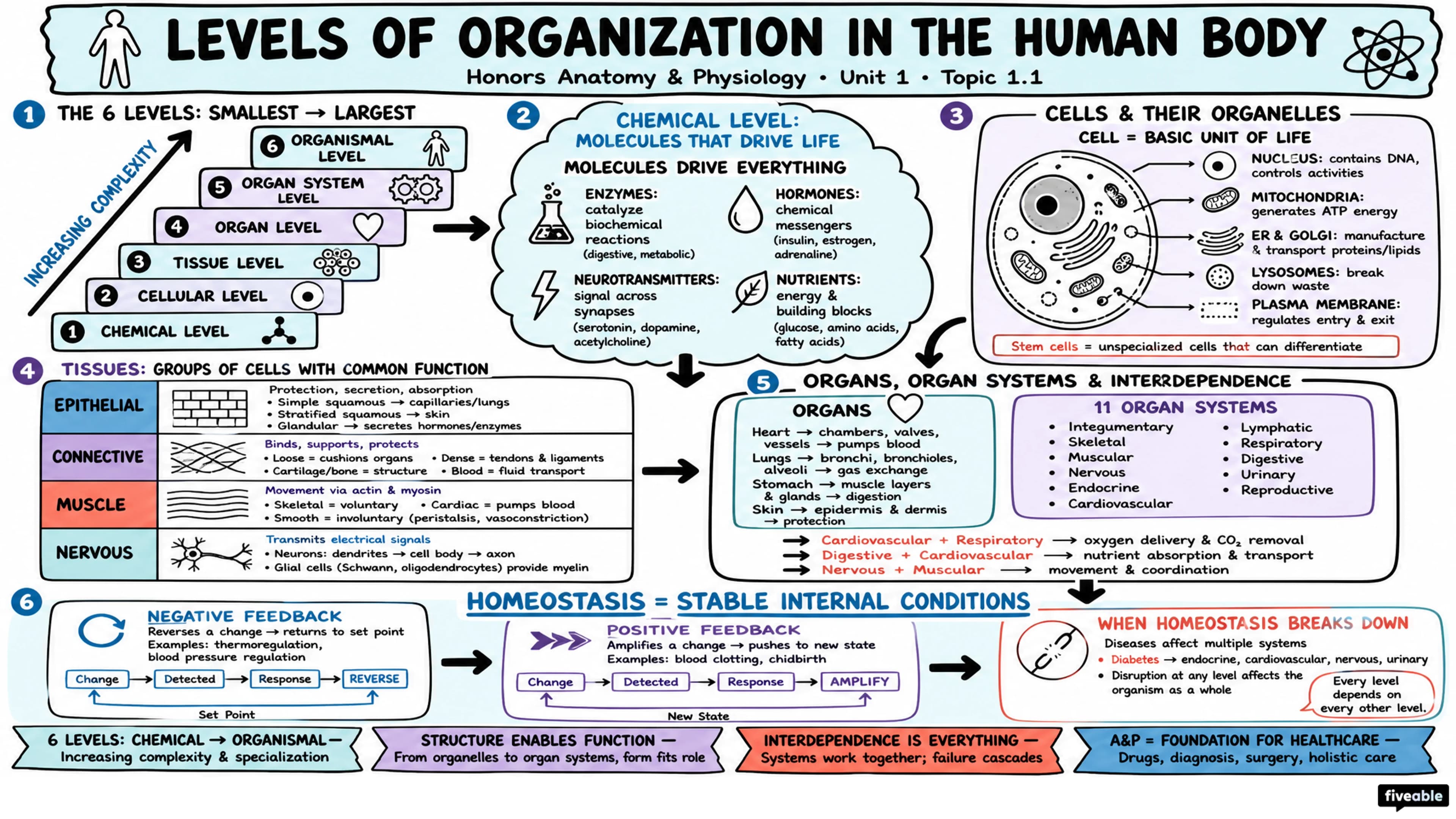 1.1 Levels of Organization in the Human Body - Honors Anatomy and Physiology - Unit 1 visual cheatsheet