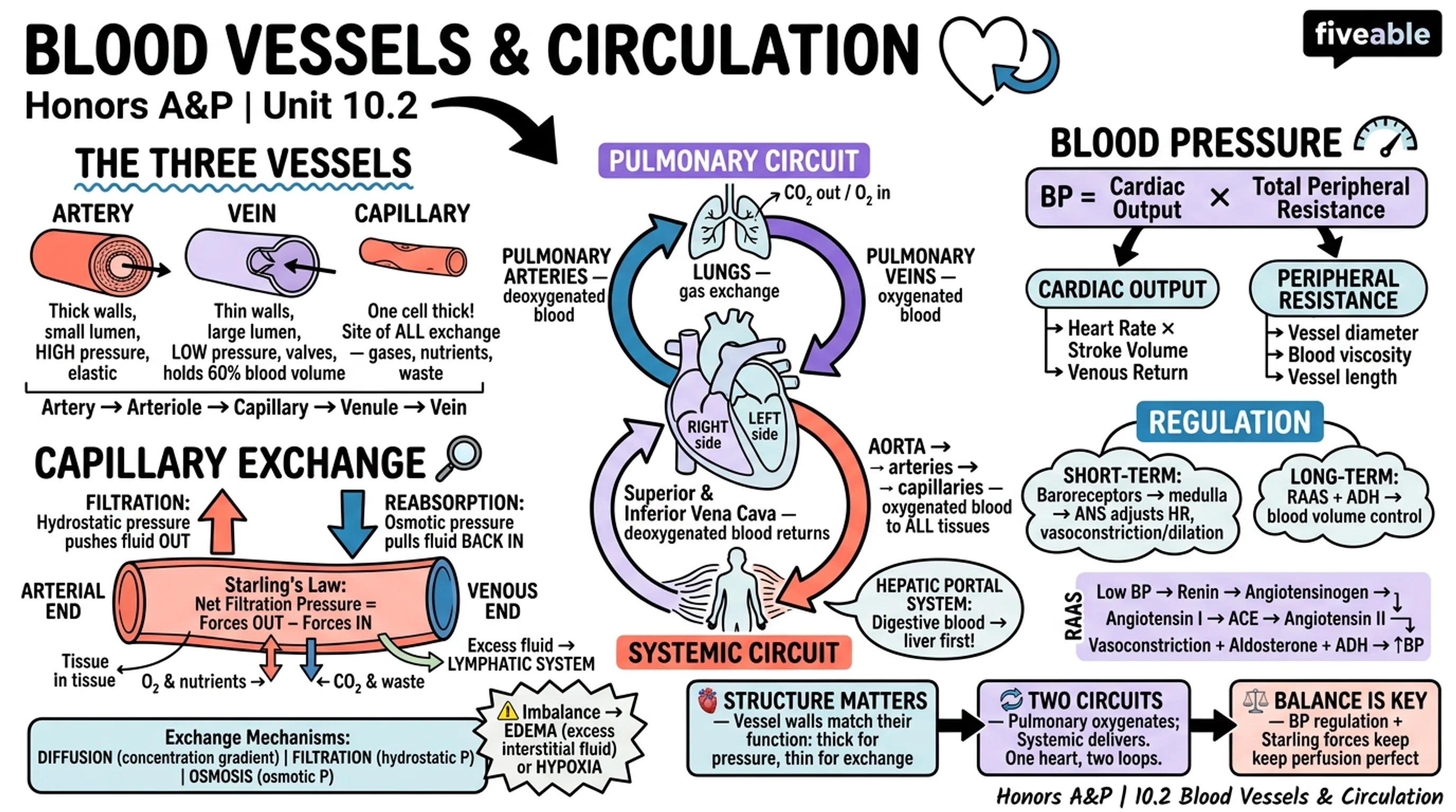10.2 Blood Vessels and Circulation - Honors Anatomy and Physiology - Unit 10 visual cheatsheet