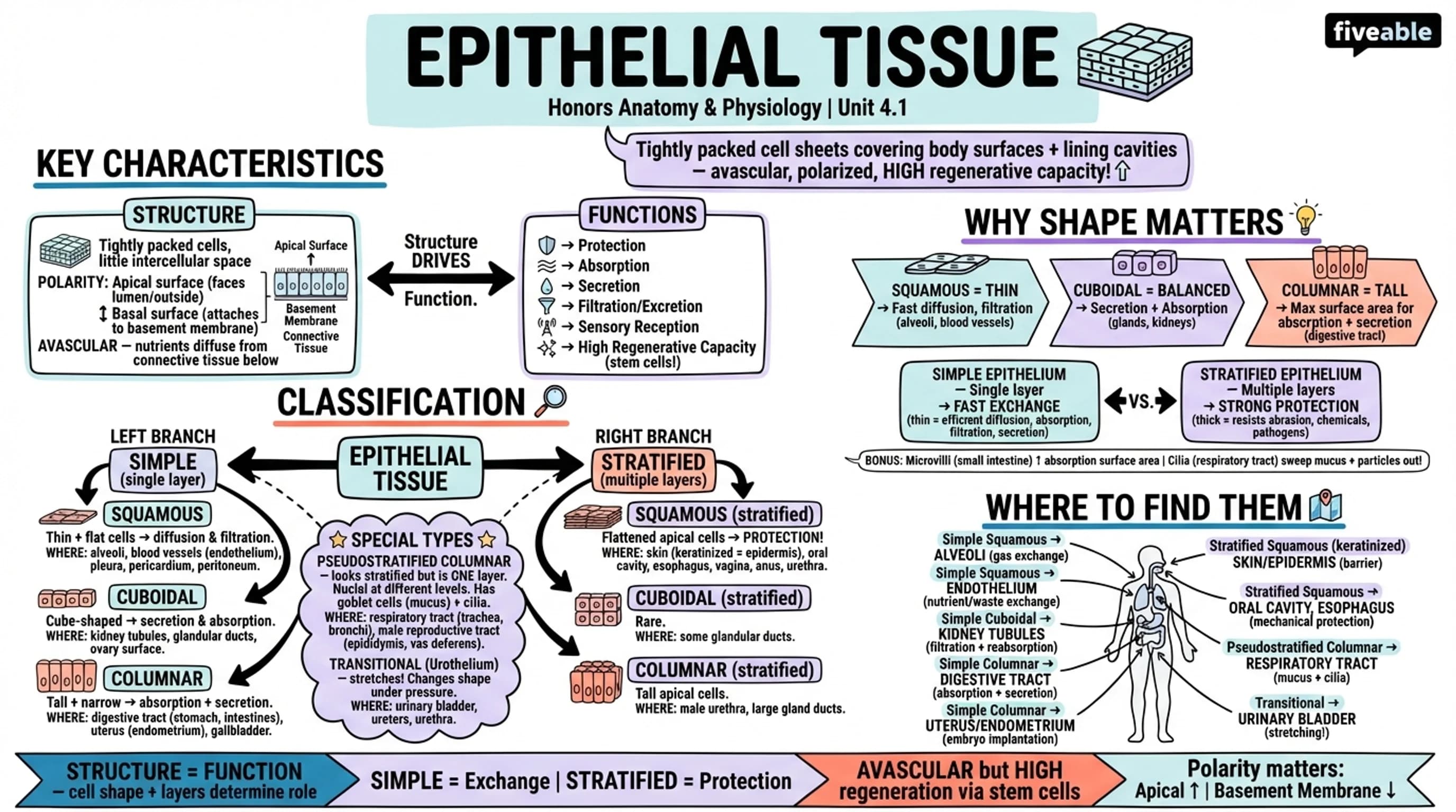 4.1 Epithelial Tissue - Honors Anatomy and Physiology - Unit 4 visual cheatsheet