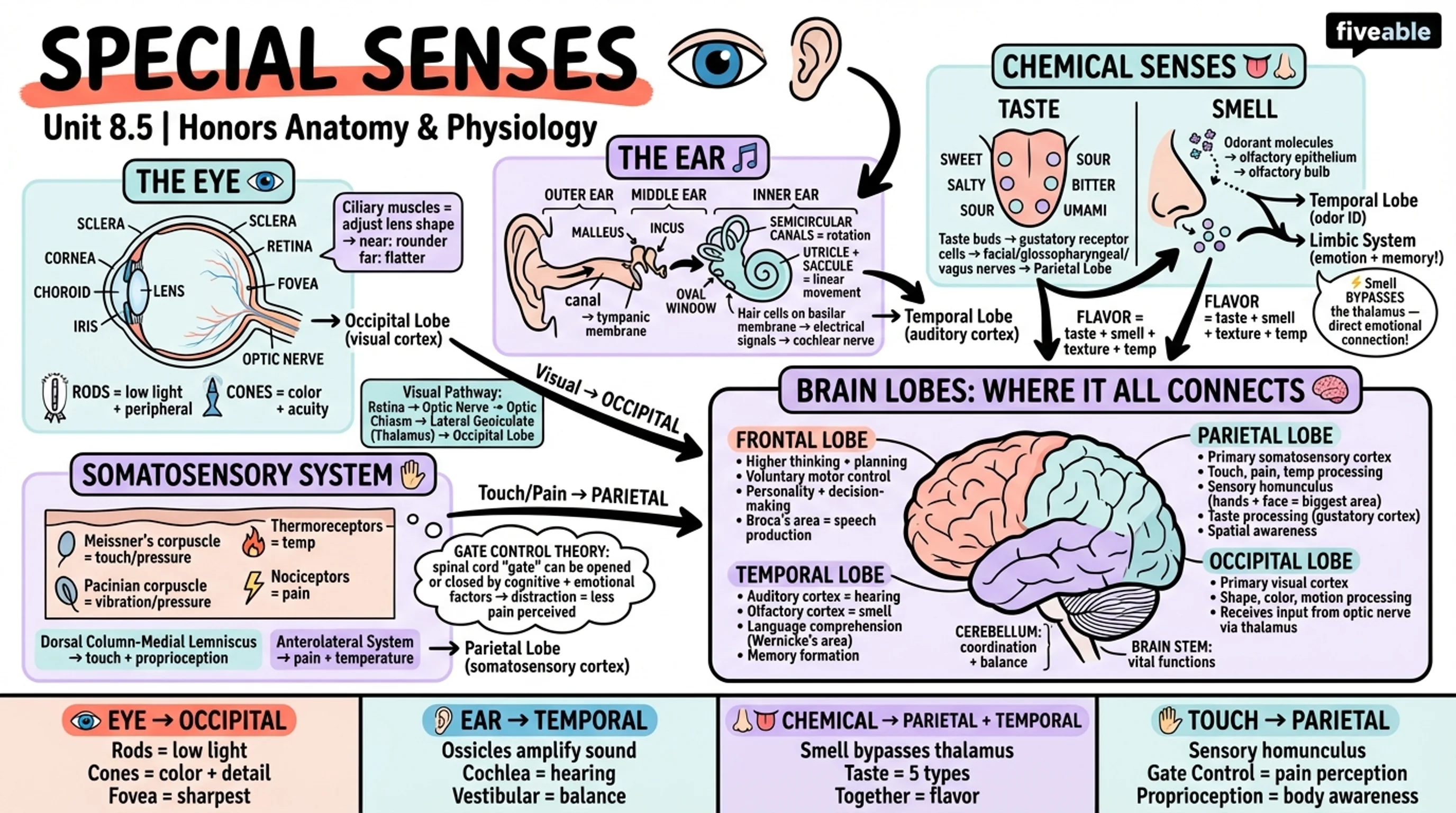 8.5 Special Senses - Honors Anatomy and Physiology - Unit 8 visual cheatsheet