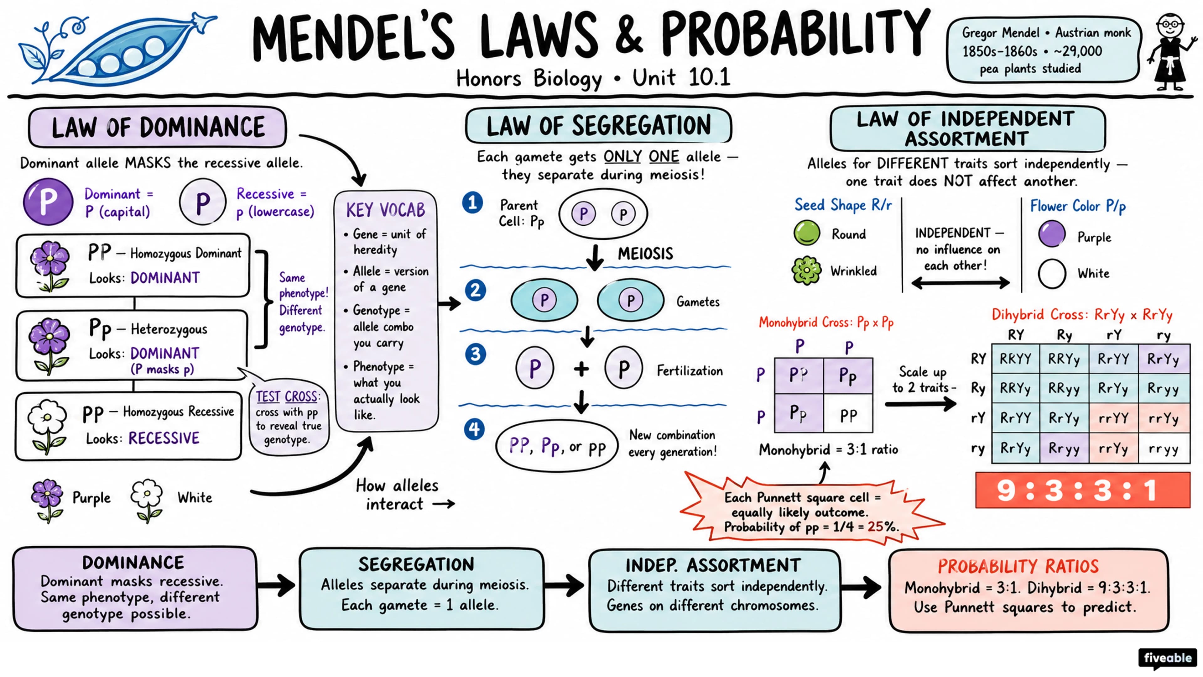 10.1 Mendel's Laws and Probability - Honors Biology - Unit 10 visual cheatsheet