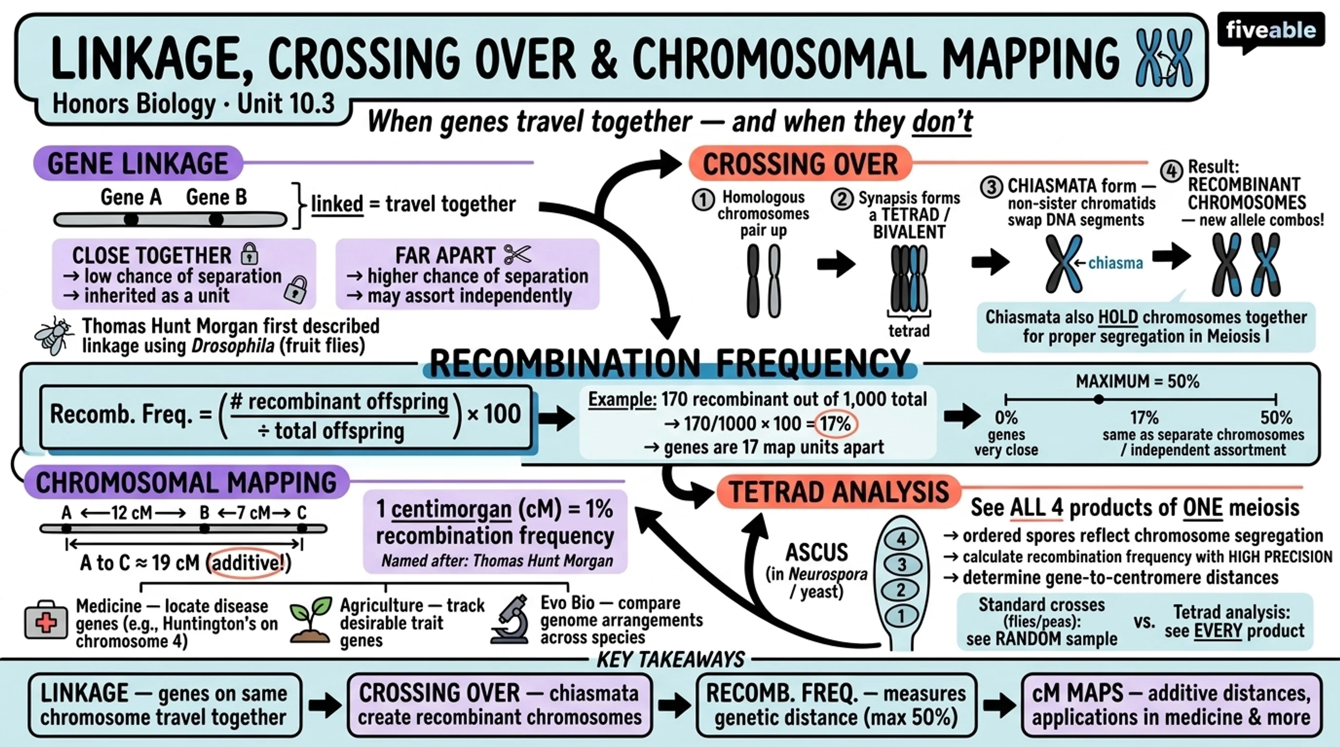 10.3 Linkage, Crossing Over, and Chromosomal Mapping - Honors Biology - Unit 10 visual cheatsheet