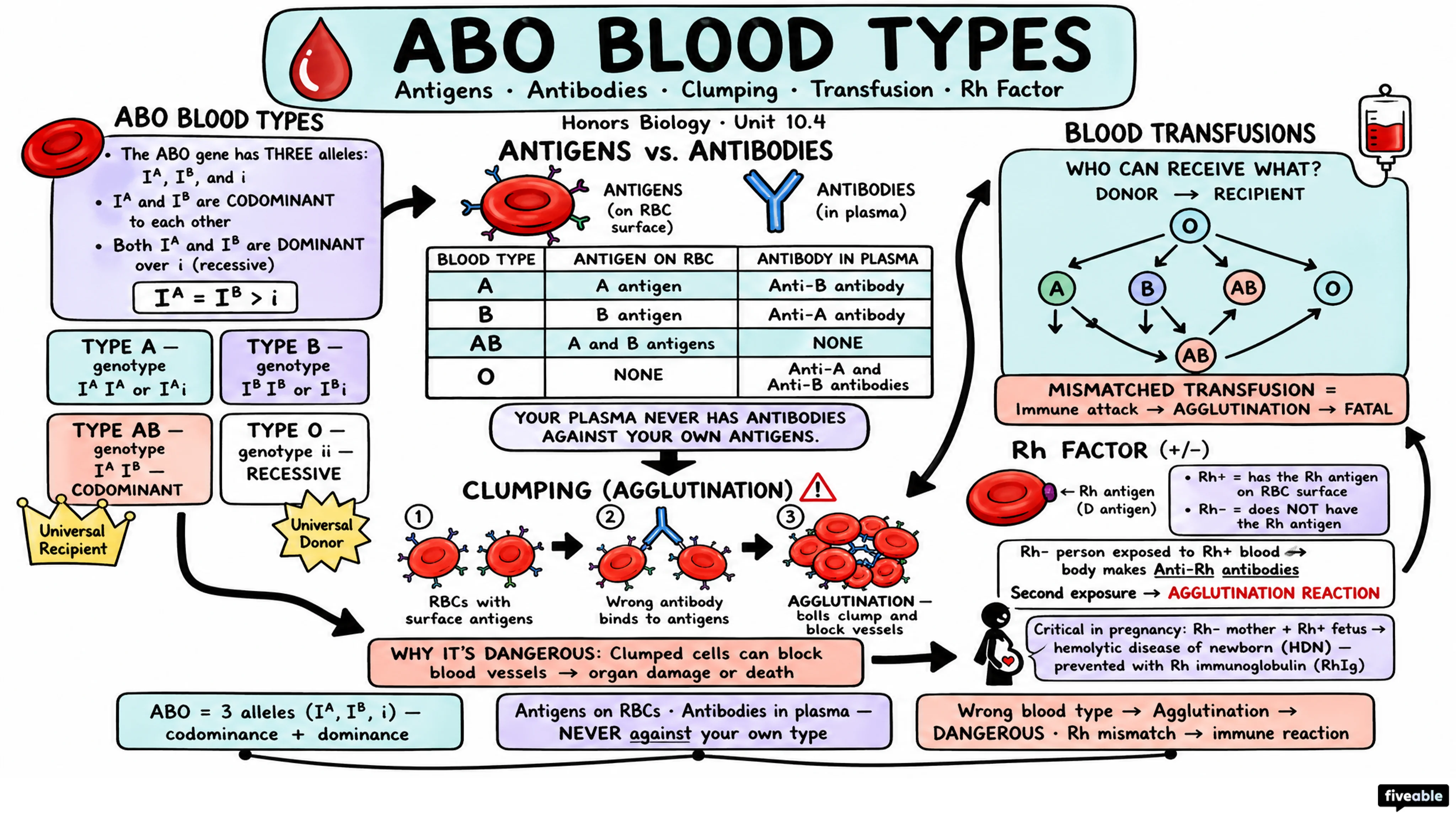 10.4 Human Genetics and Pedigree Analysis - Honors Biology - Unit 10 visual cheatsheet