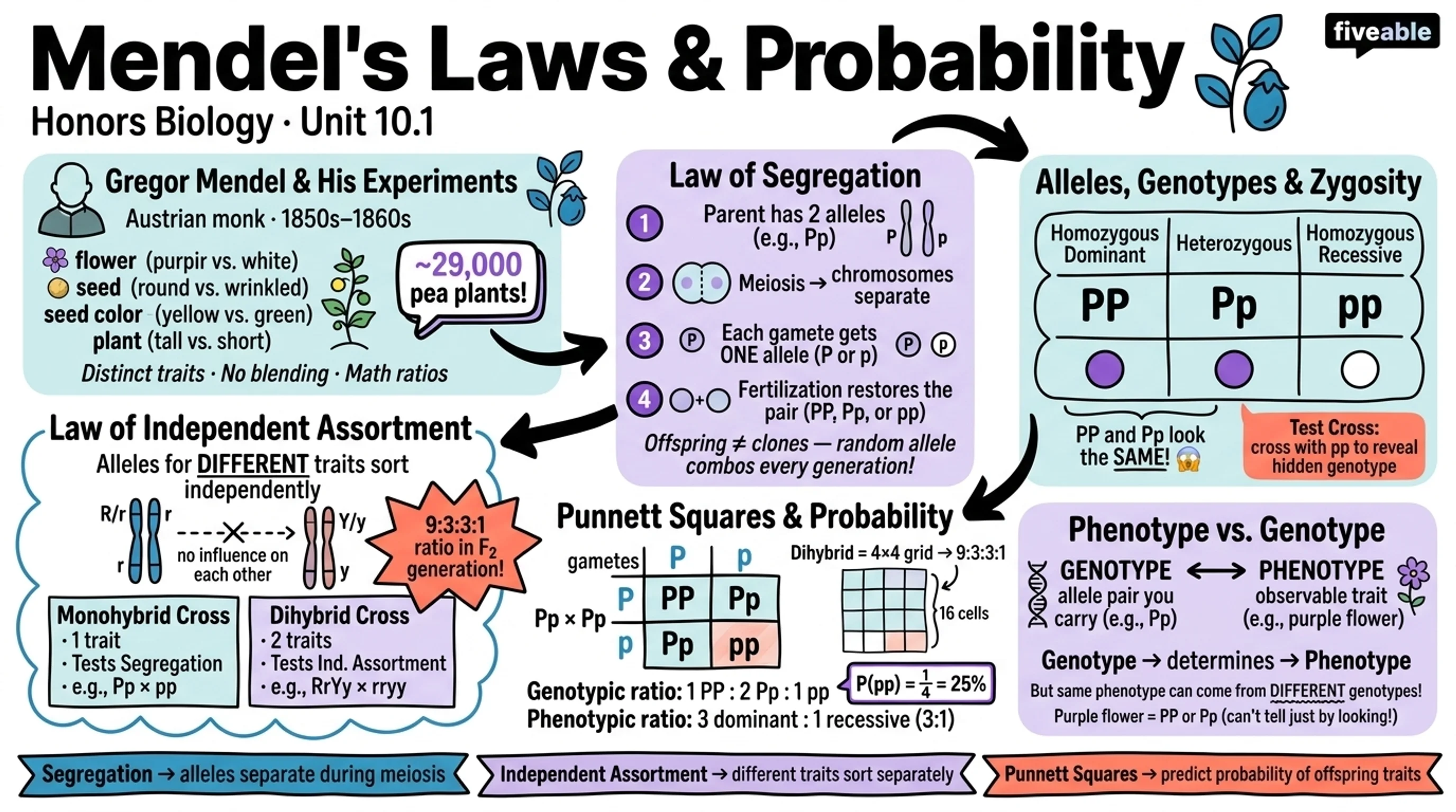 10.1 Mendel's Laws and Probability - Honors Biology - Unit 10 visual cheatsheet