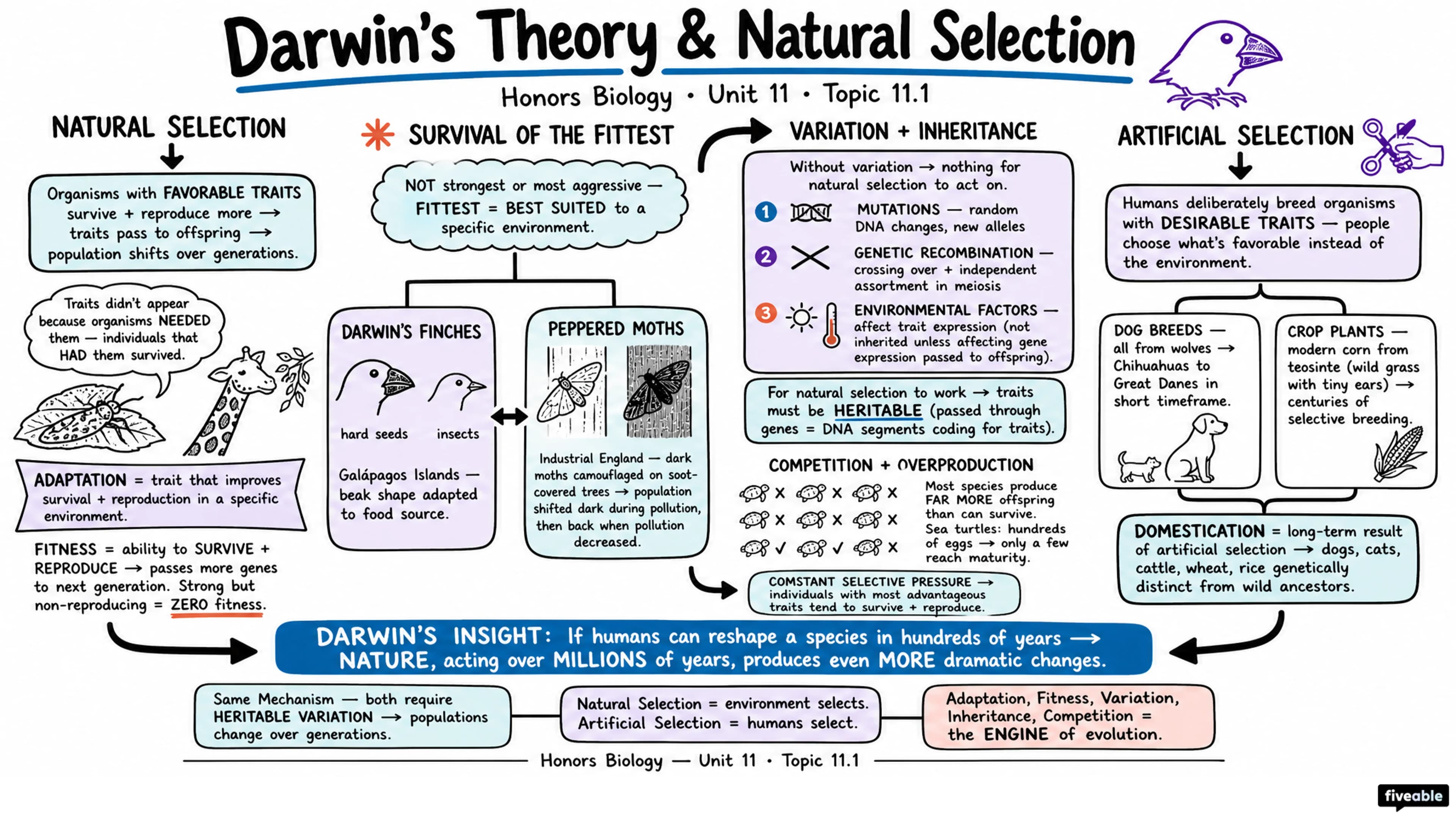11.1 Darwin's Theory and Natural Selection - Honors Biology - Unit 11 visual cheatsheet