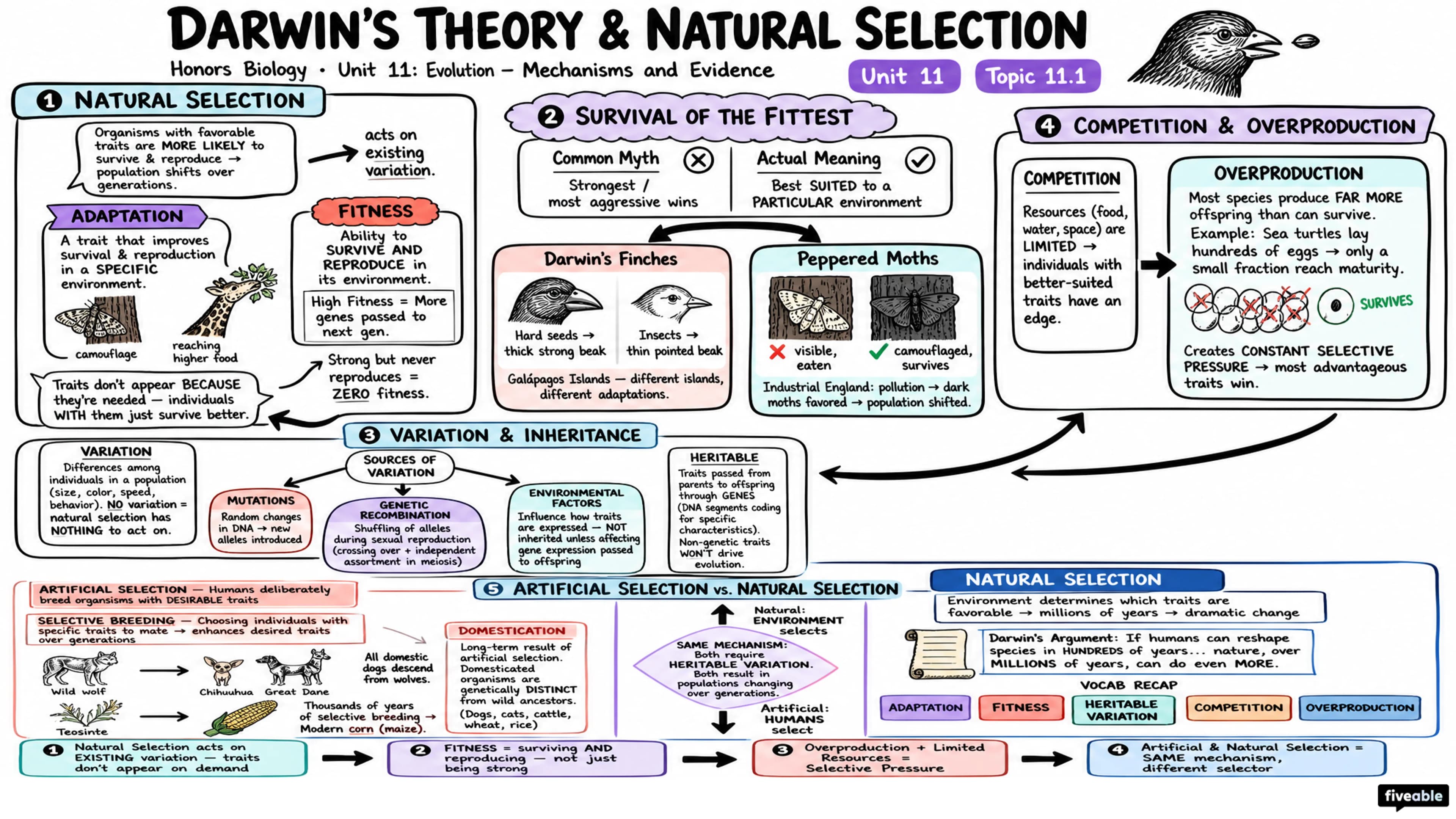 11.1 Darwin's Theory and Natural Selection - Honors Biology - Unit 11 visual cheatsheet