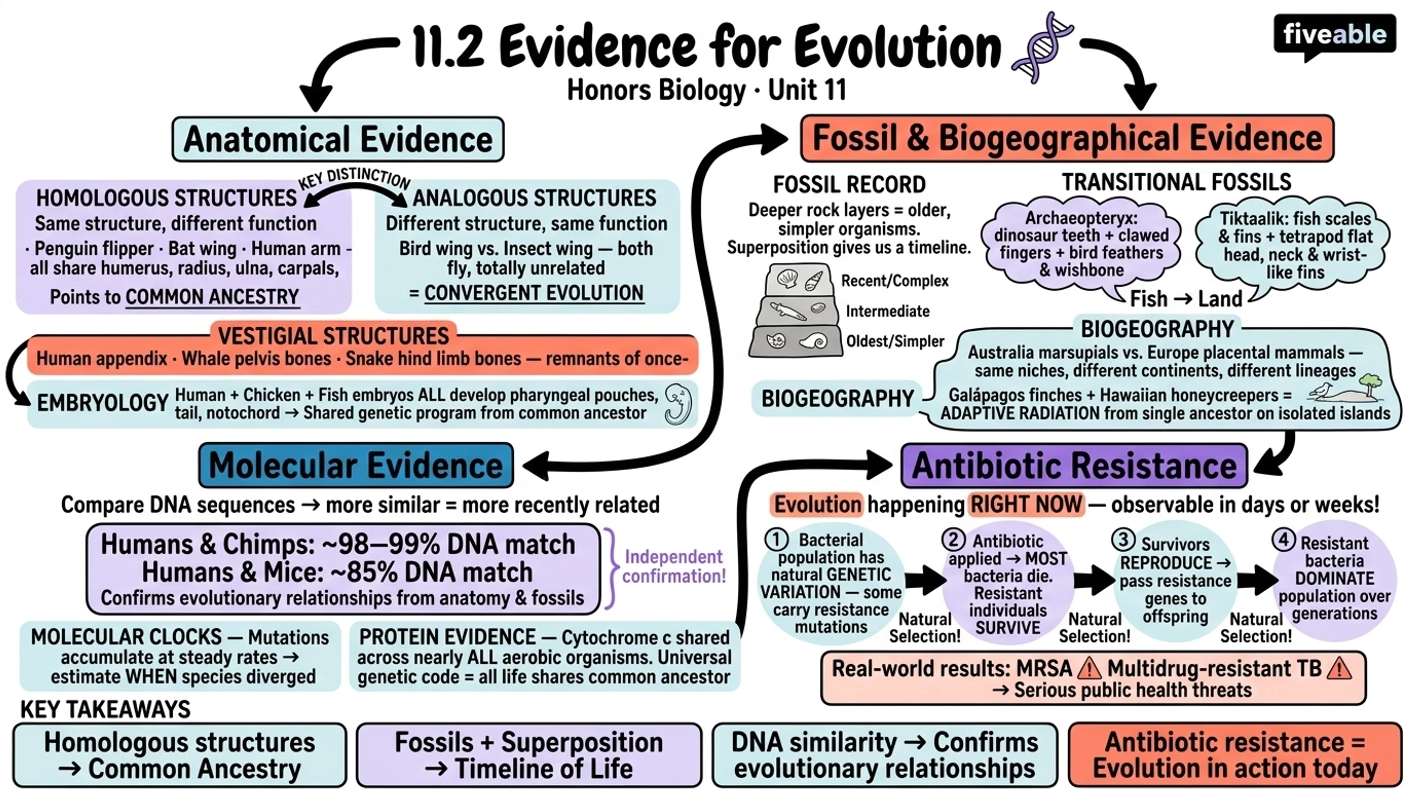 11.2 Evidence for Evolution - Honors Biology - Unit 11 visual cheatsheet