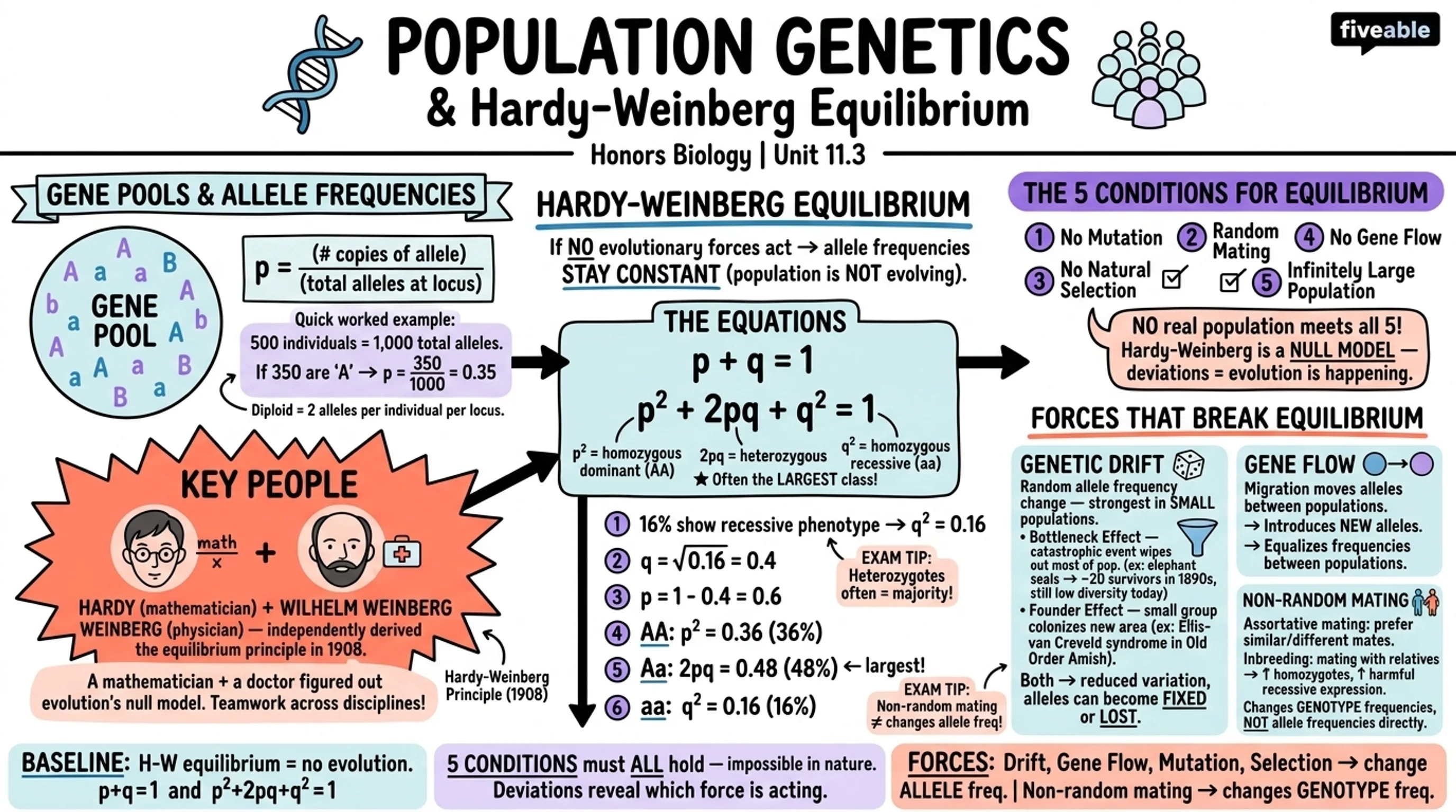 11.3 Population Genetics and Hardy-Weinberg Equilibrium - Honors Biology - Unit 11 visual cheatsheet