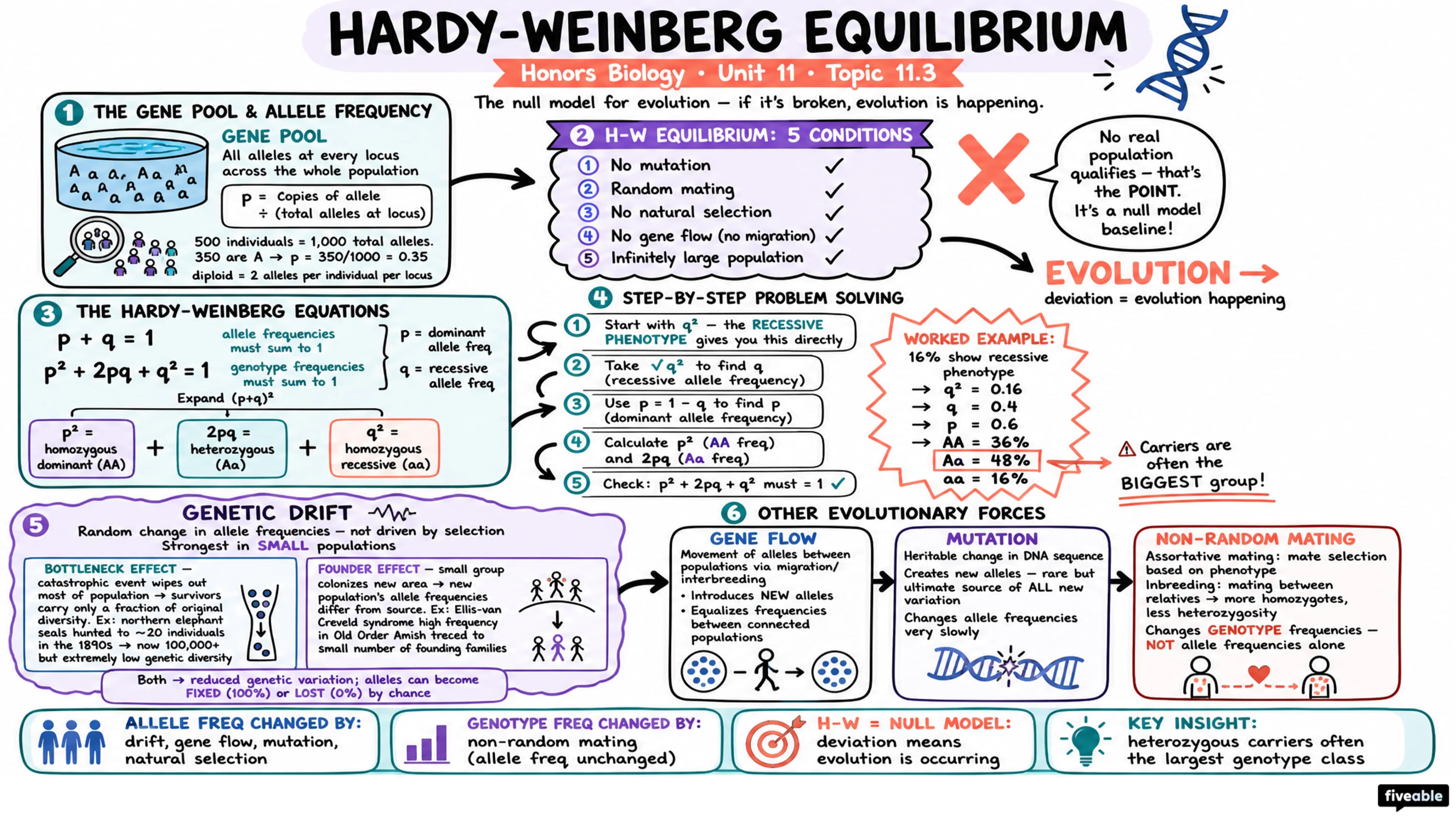 11.3 Population Genetics and Hardy-Weinberg Equilibrium - Honors Biology - Unit 11 visual cheatsheet