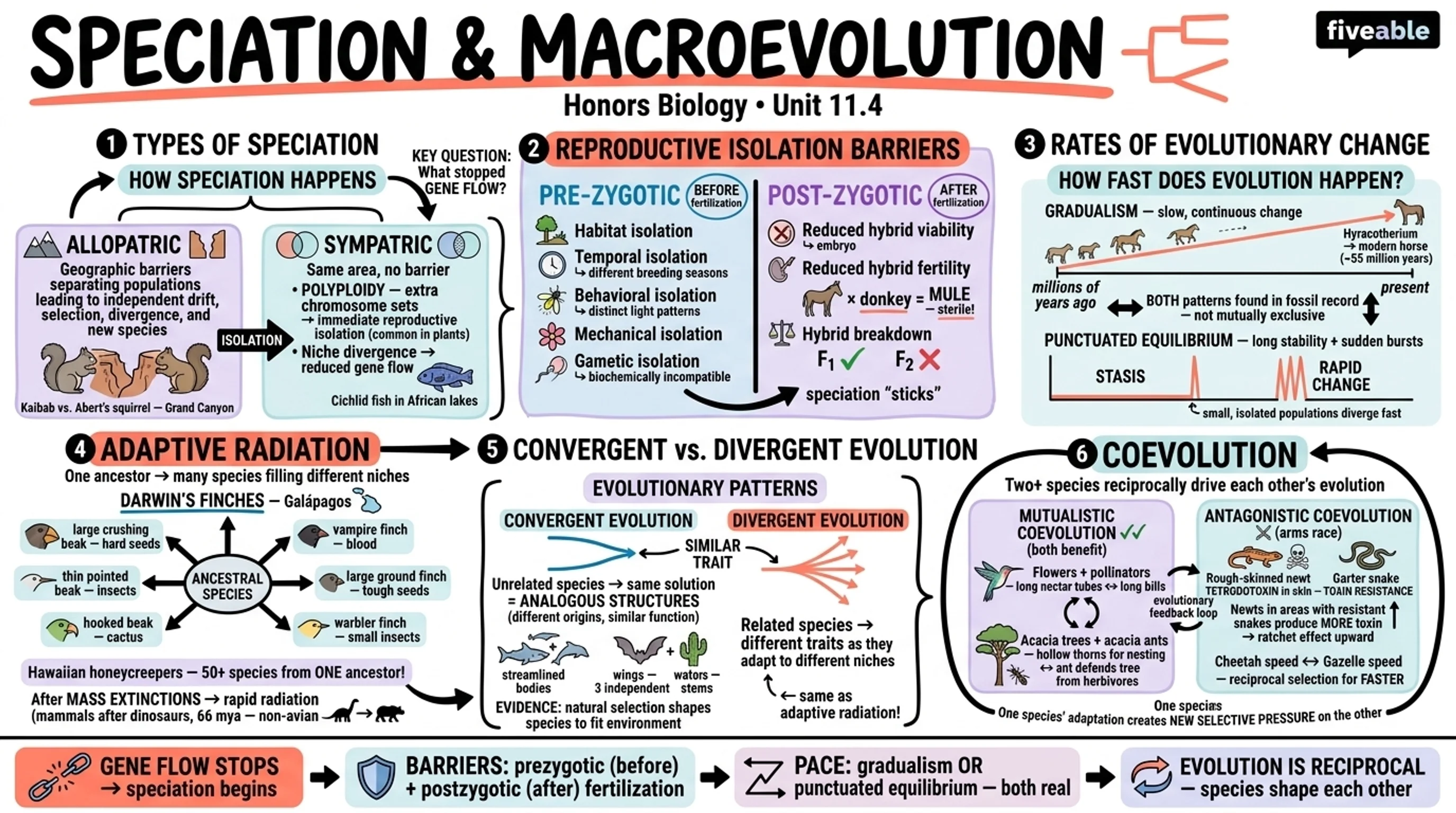 11.4 Speciation and Macroevolution - Honors Biology - Unit 11 visual cheatsheet