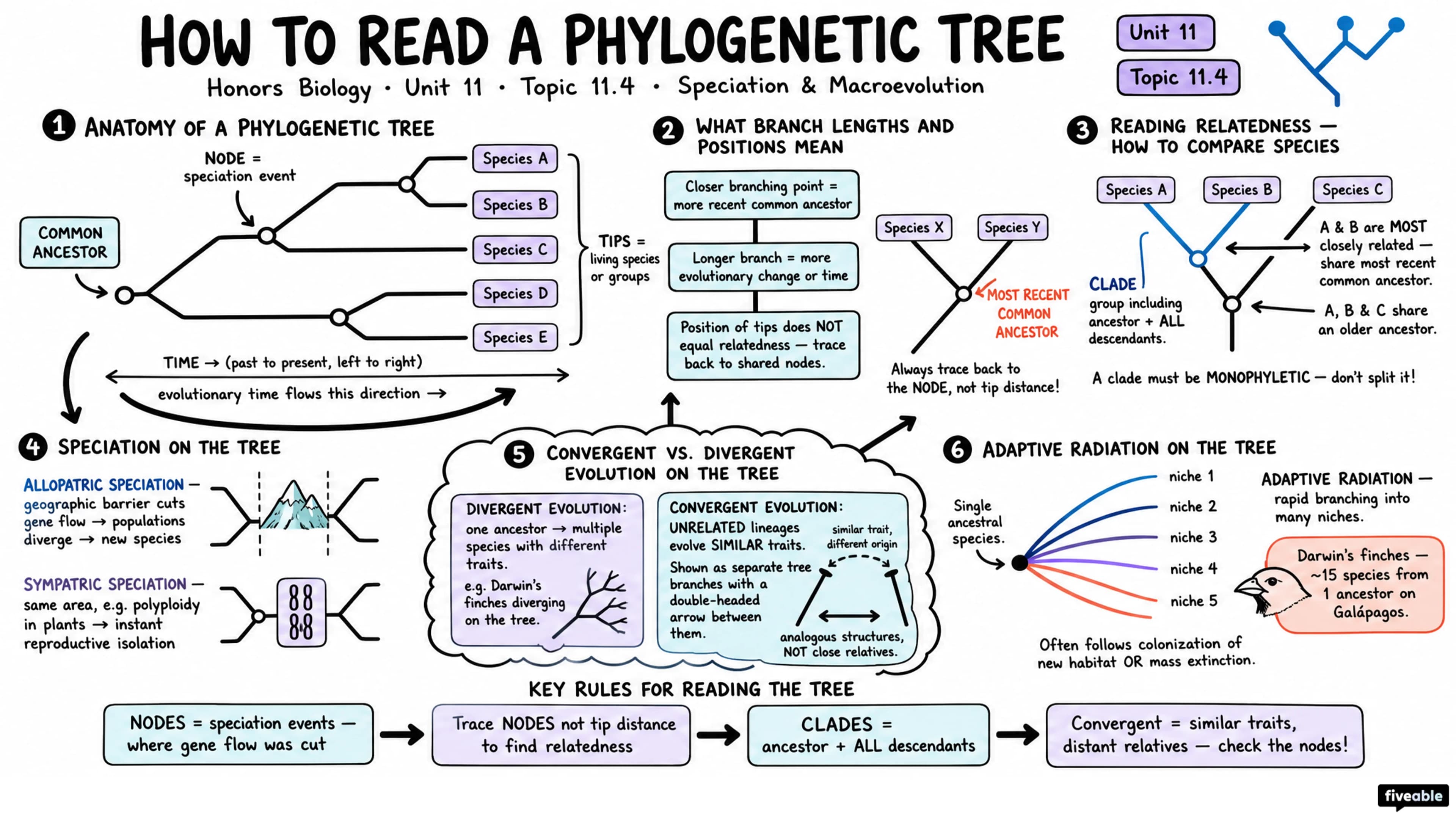 11.4 Speciation and Macroevolution - Honors Biology - Unit 11 visual cheatsheet