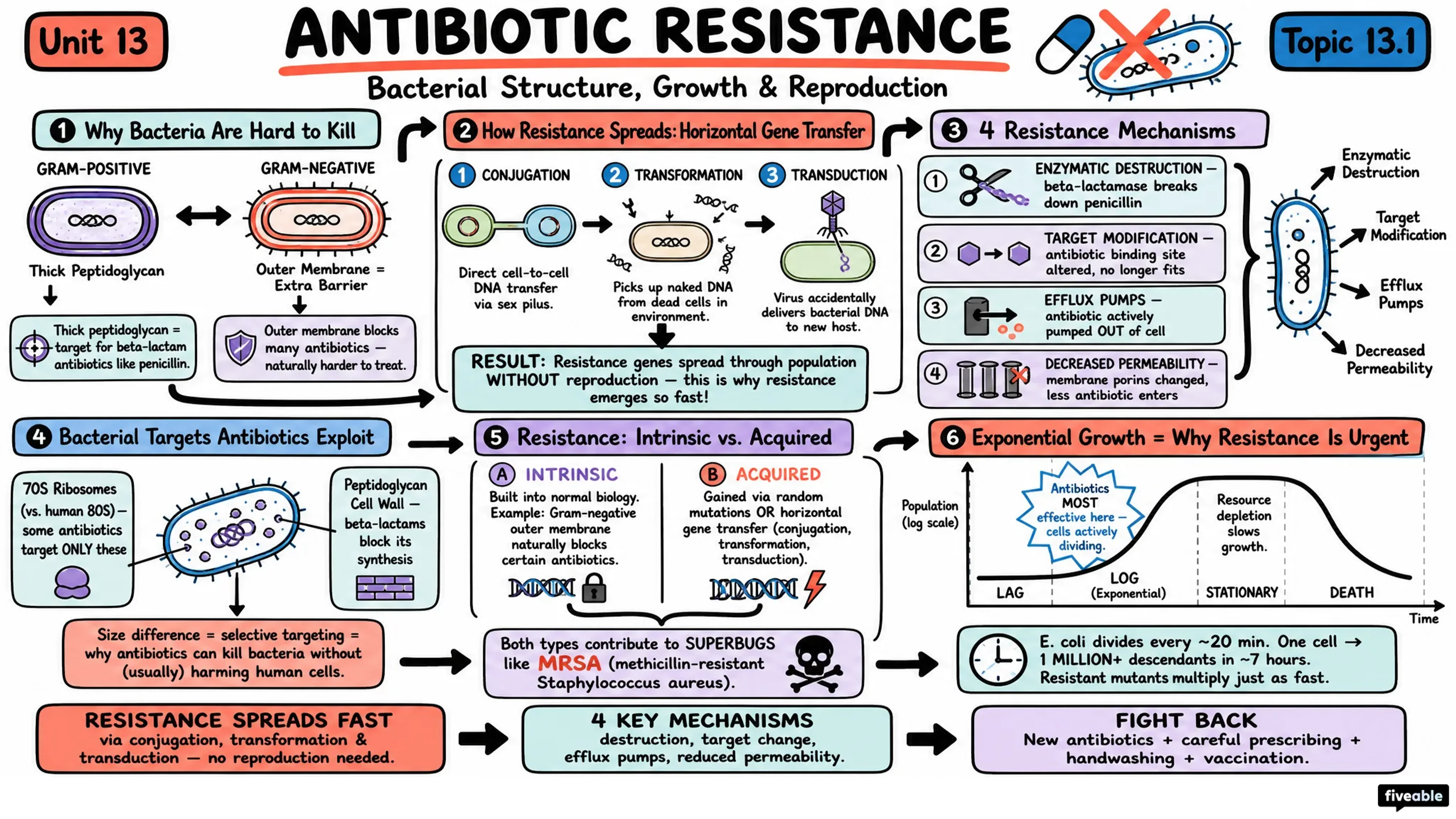 13.1 Bacterial Structure, Growth, and Reproduction - Honors Biology - Unit 13 visual cheatsheet