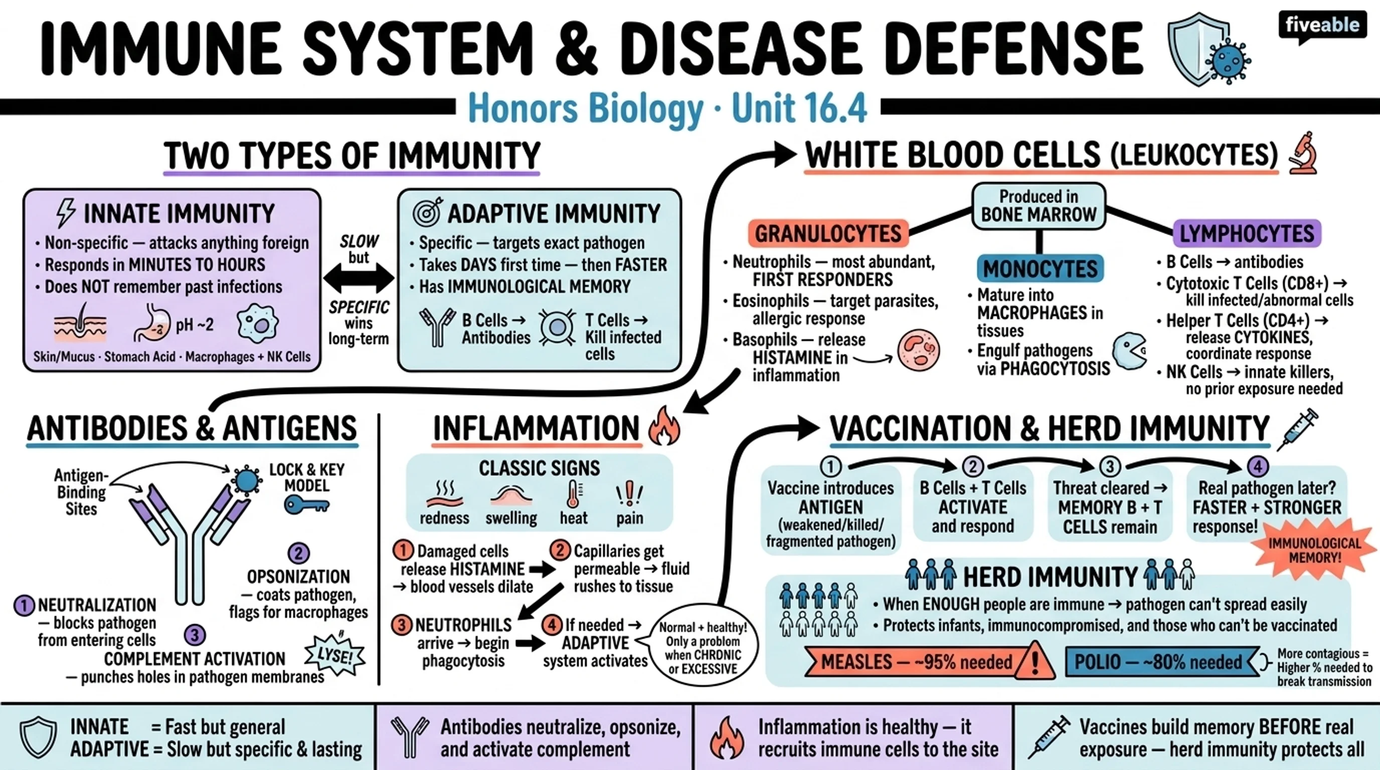 16.4 Immune System and Disease Defense - Honors Biology - Unit 16 visual cheatsheet