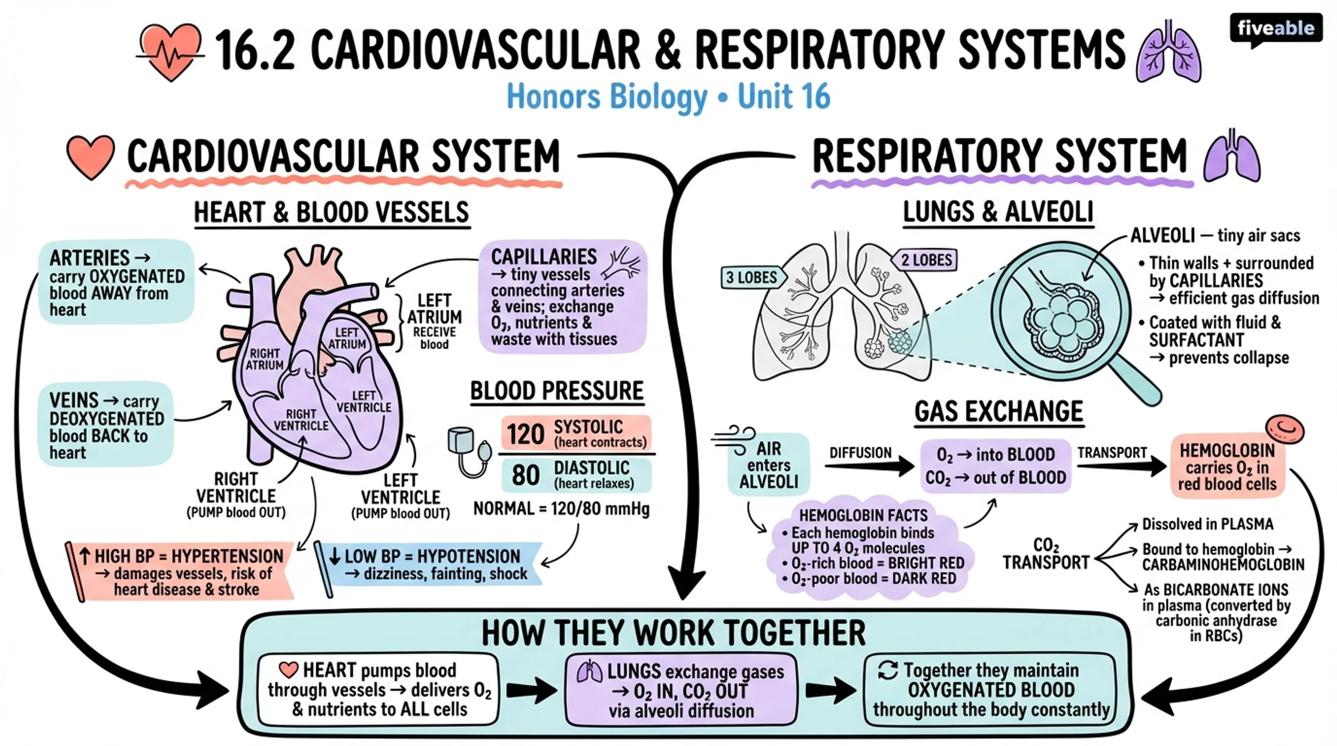 16.2 Cardiovascular and Respiratory Systems - Honors Biology - Unit 16 visual cheatsheet