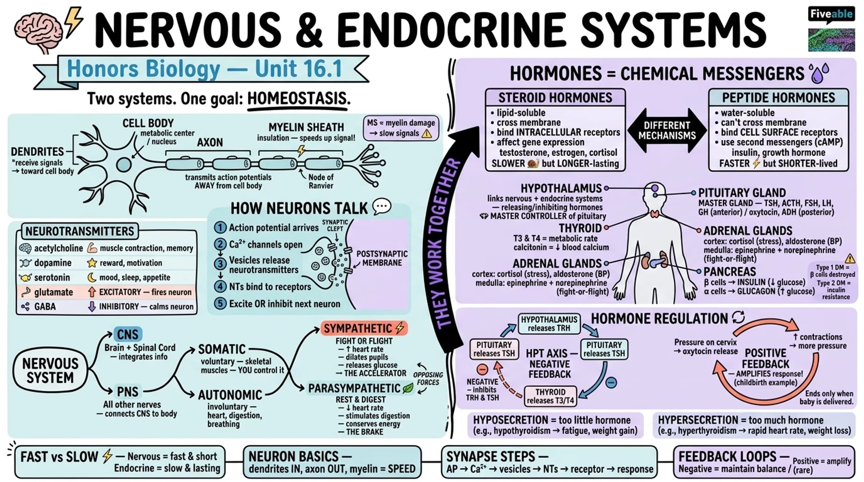 16.1 Nervous and Endocrine Systems - Honors Biology - Unit 16 visual cheatsheet
