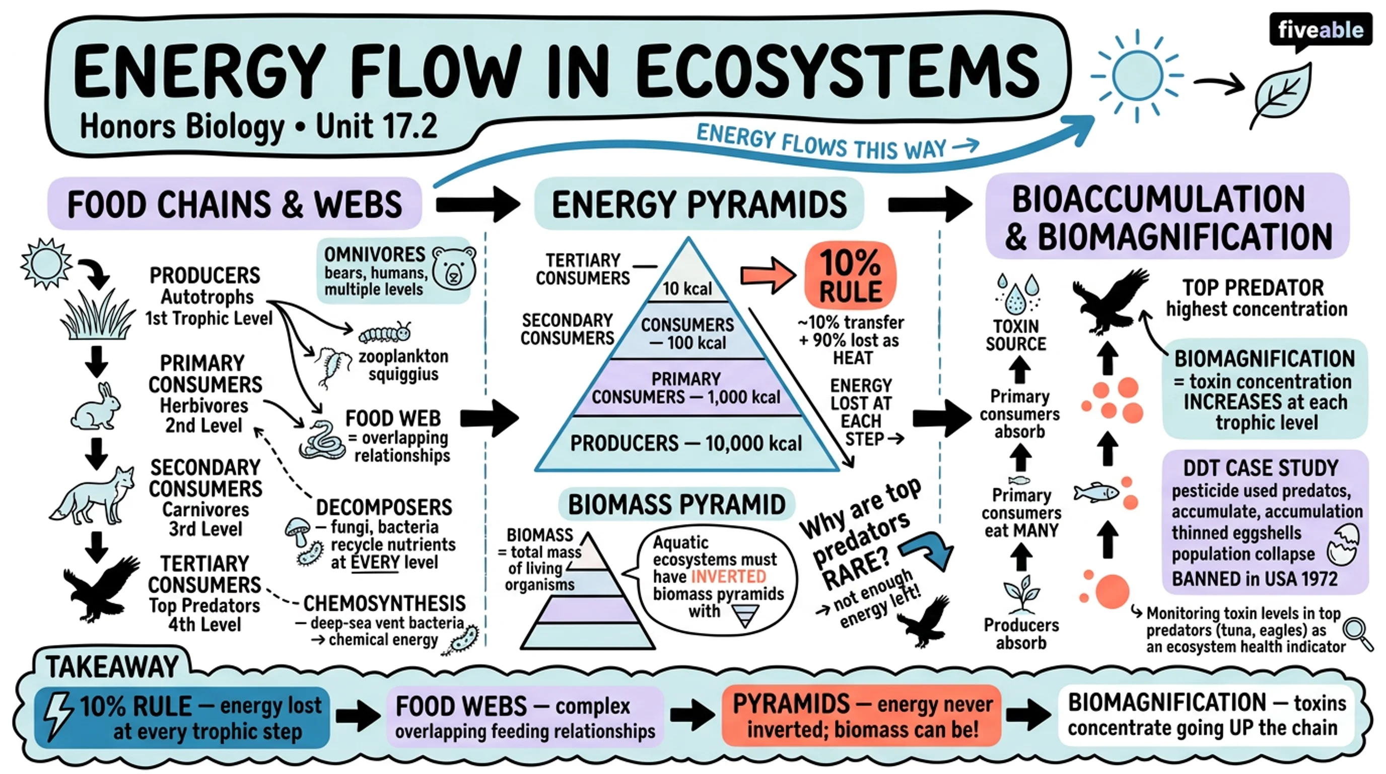 17.2 Energy Flow in Ecosystems - Honors Biology - Unit 17 visual cheatsheet