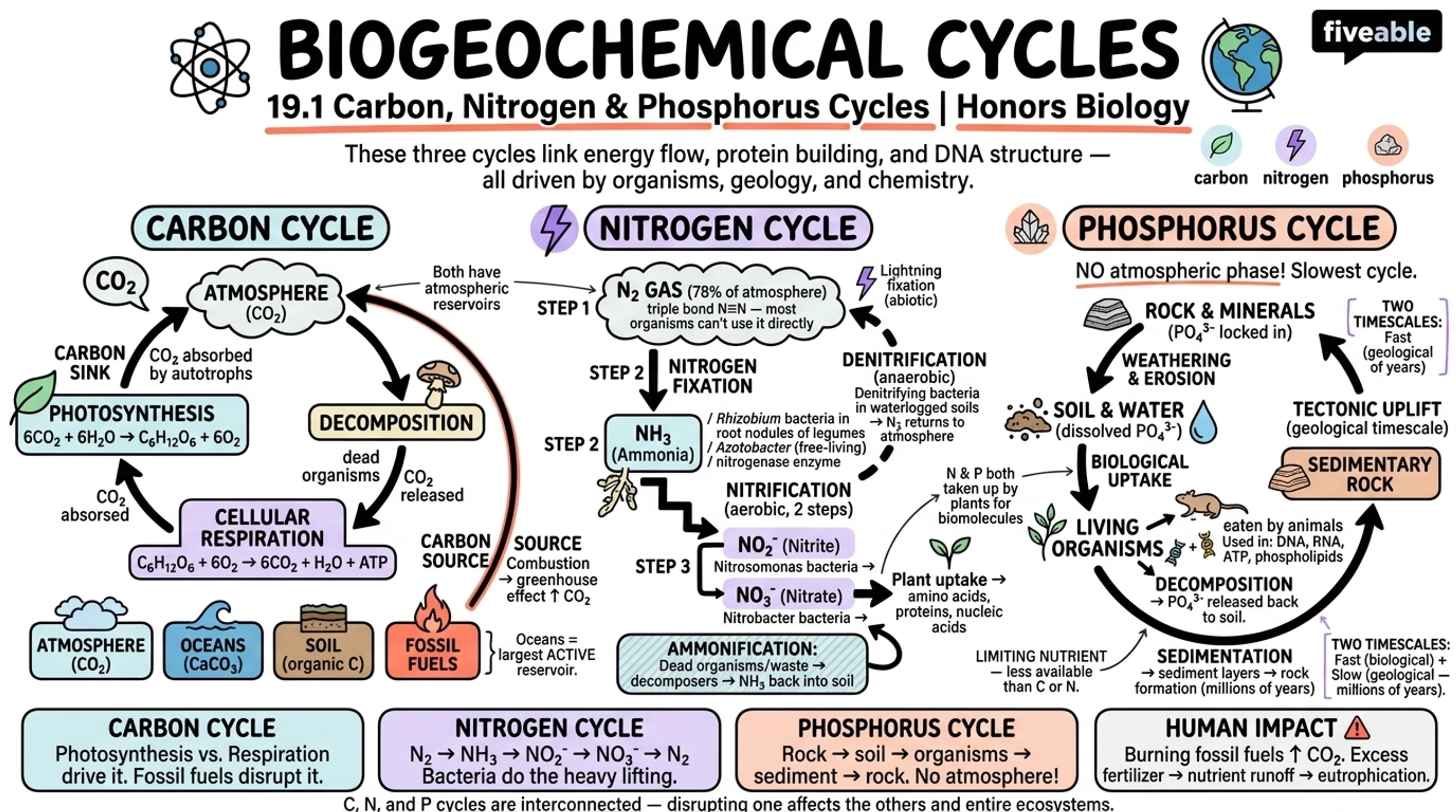 19.1 Carbon, Nitrogen, and Phosphorus Cycles - Honors Biology - Unit 19 visual cheatsheet